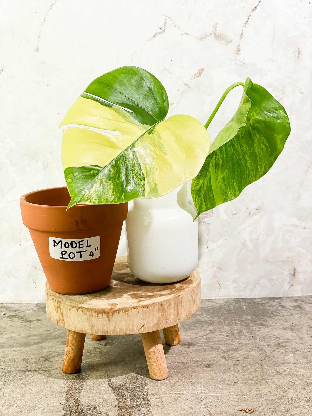 Monstera Aurea 2 leaves 1 bud rooting in water