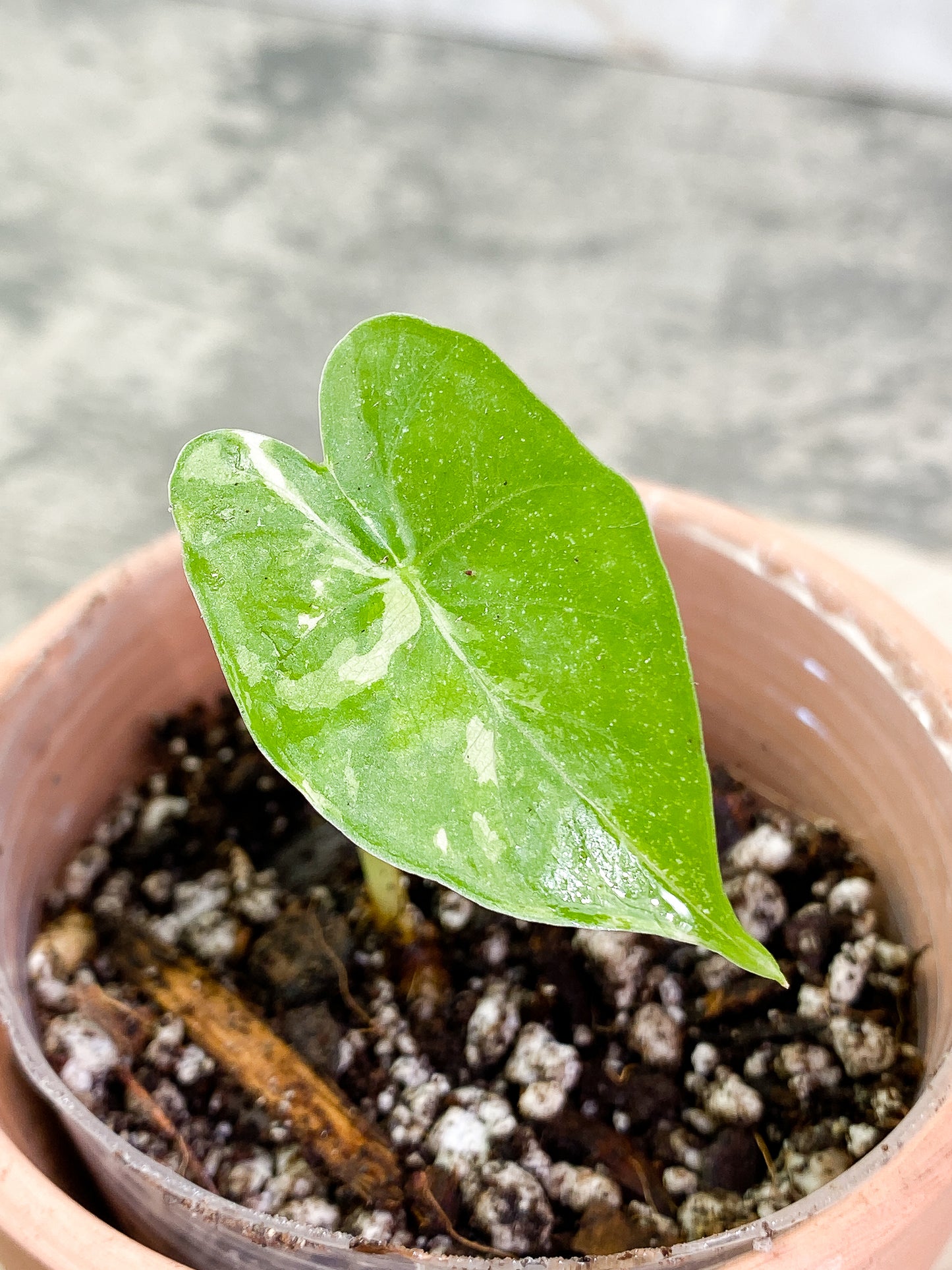 Alocasia Odora Variegated 1 leaf Slightly Rooted