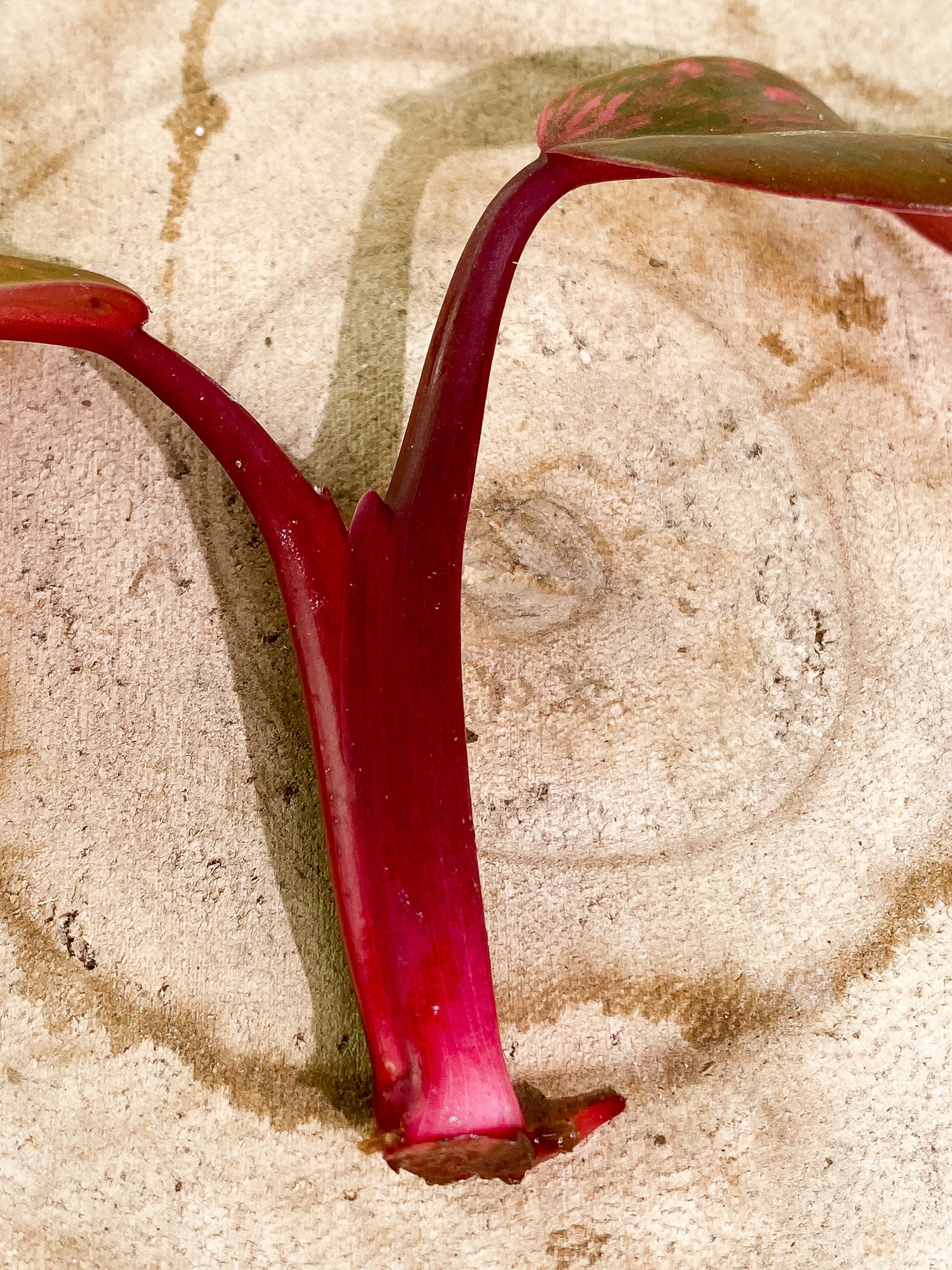 Philodendron Strawberry Shake  rooting Top Cutting