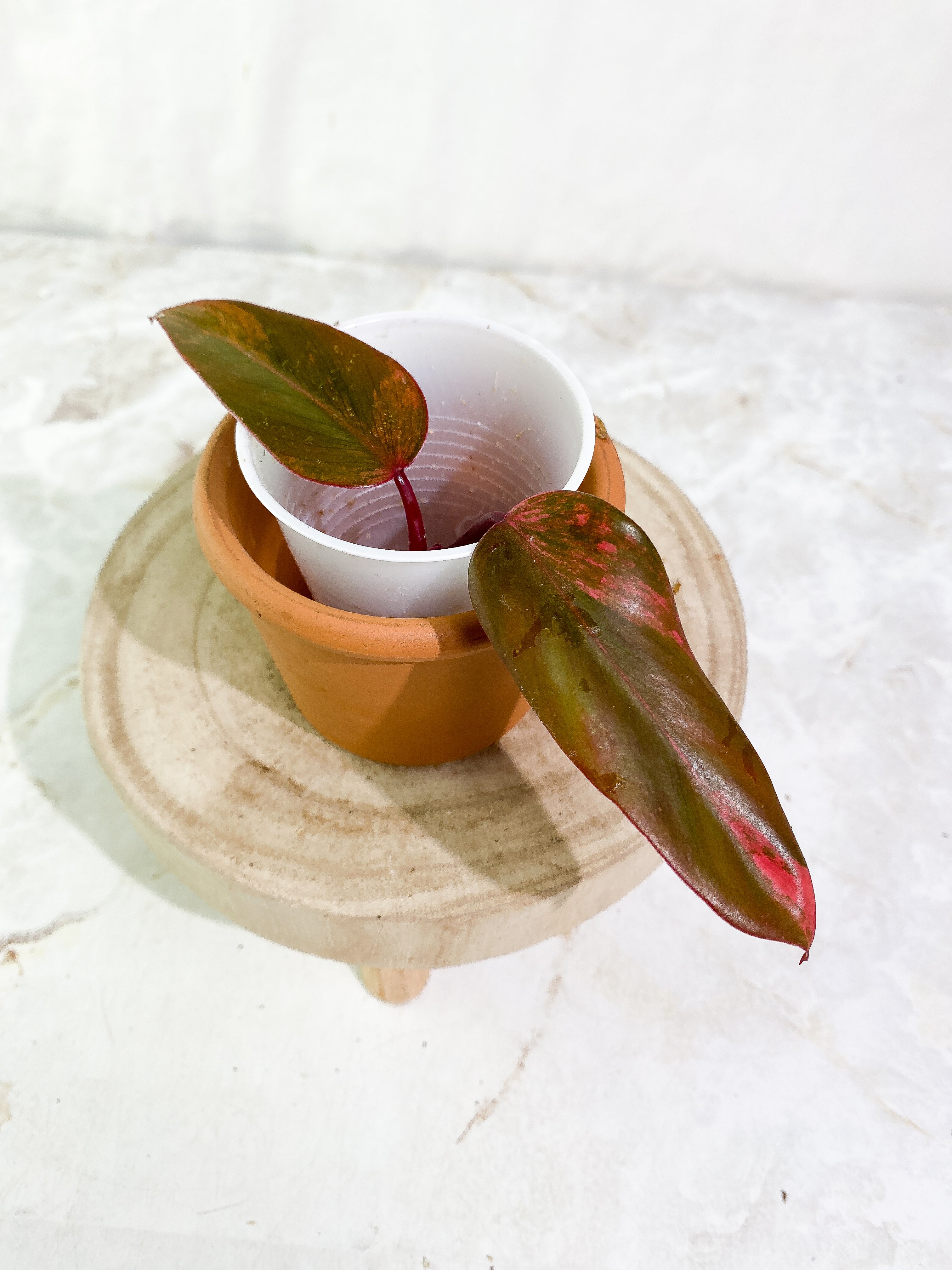 Philodendron Strawberry Shake  rooting Top Cutting