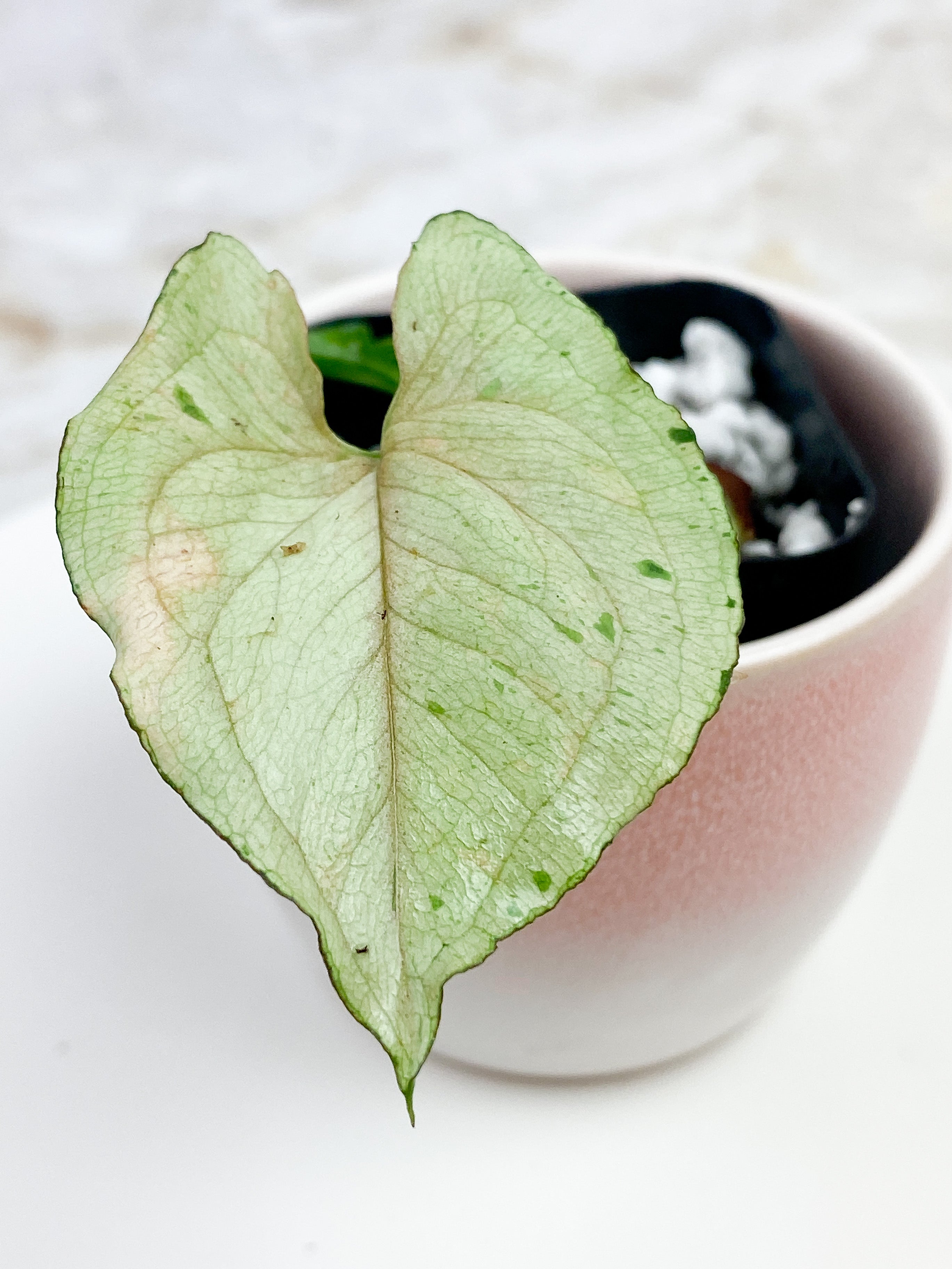 Syngonium green splash slightly rooted