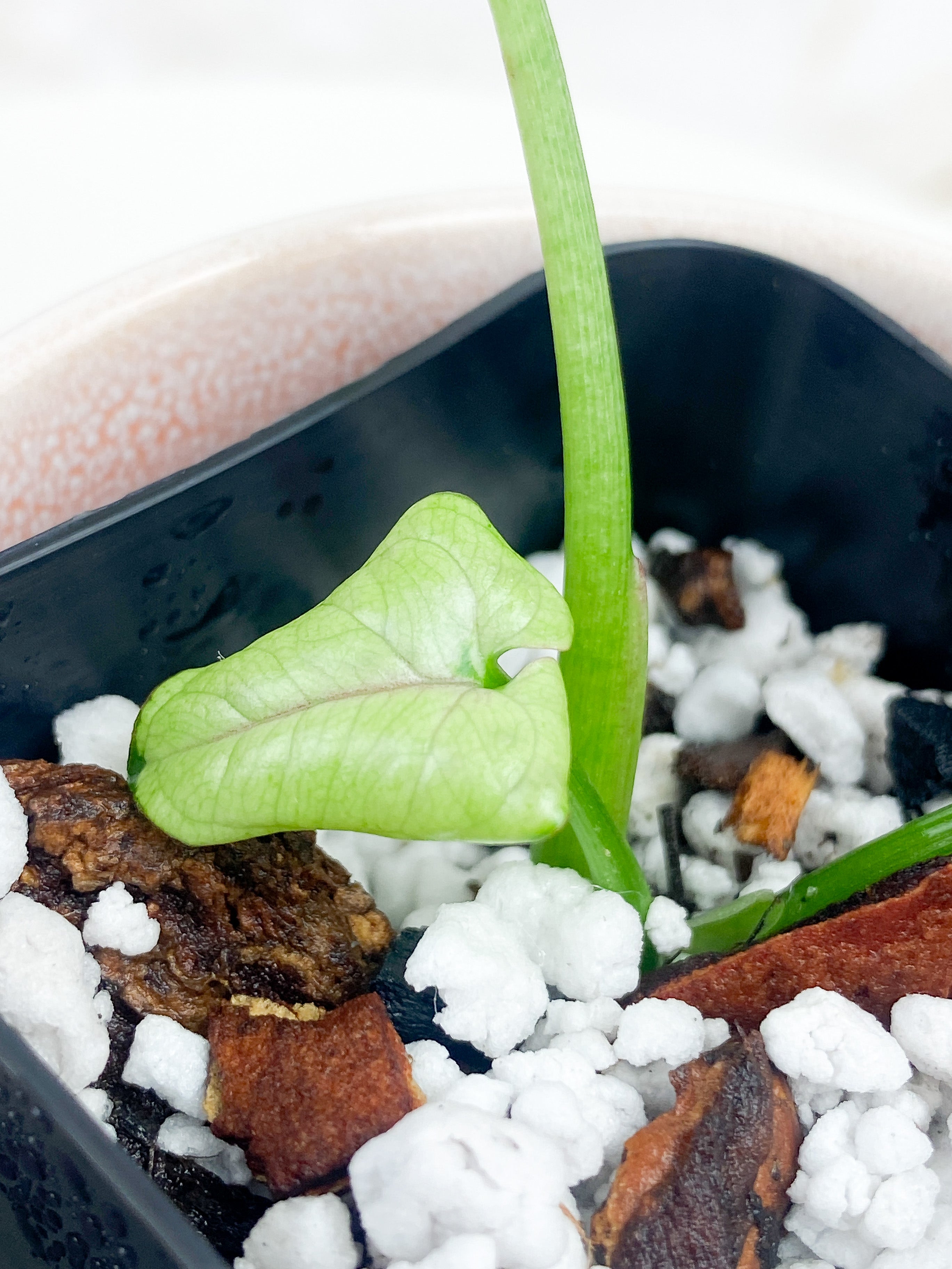 Syngonium green splash slightly rooted