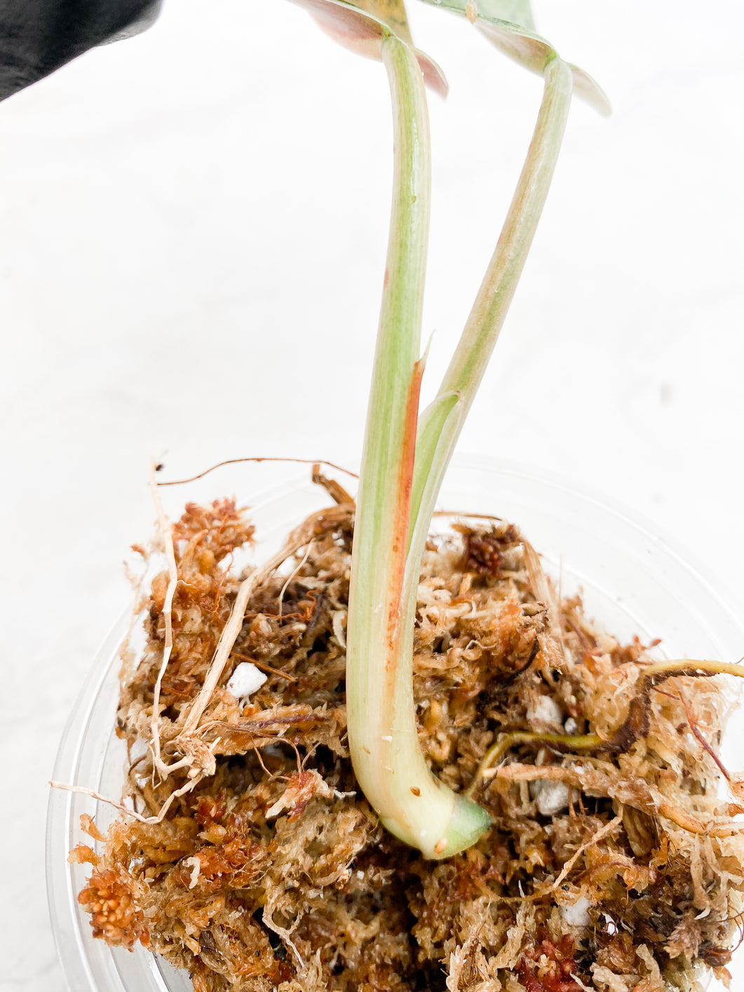 Philodendron  Whipple Way 2 leaves 1 sprout Rooting Top Cutting