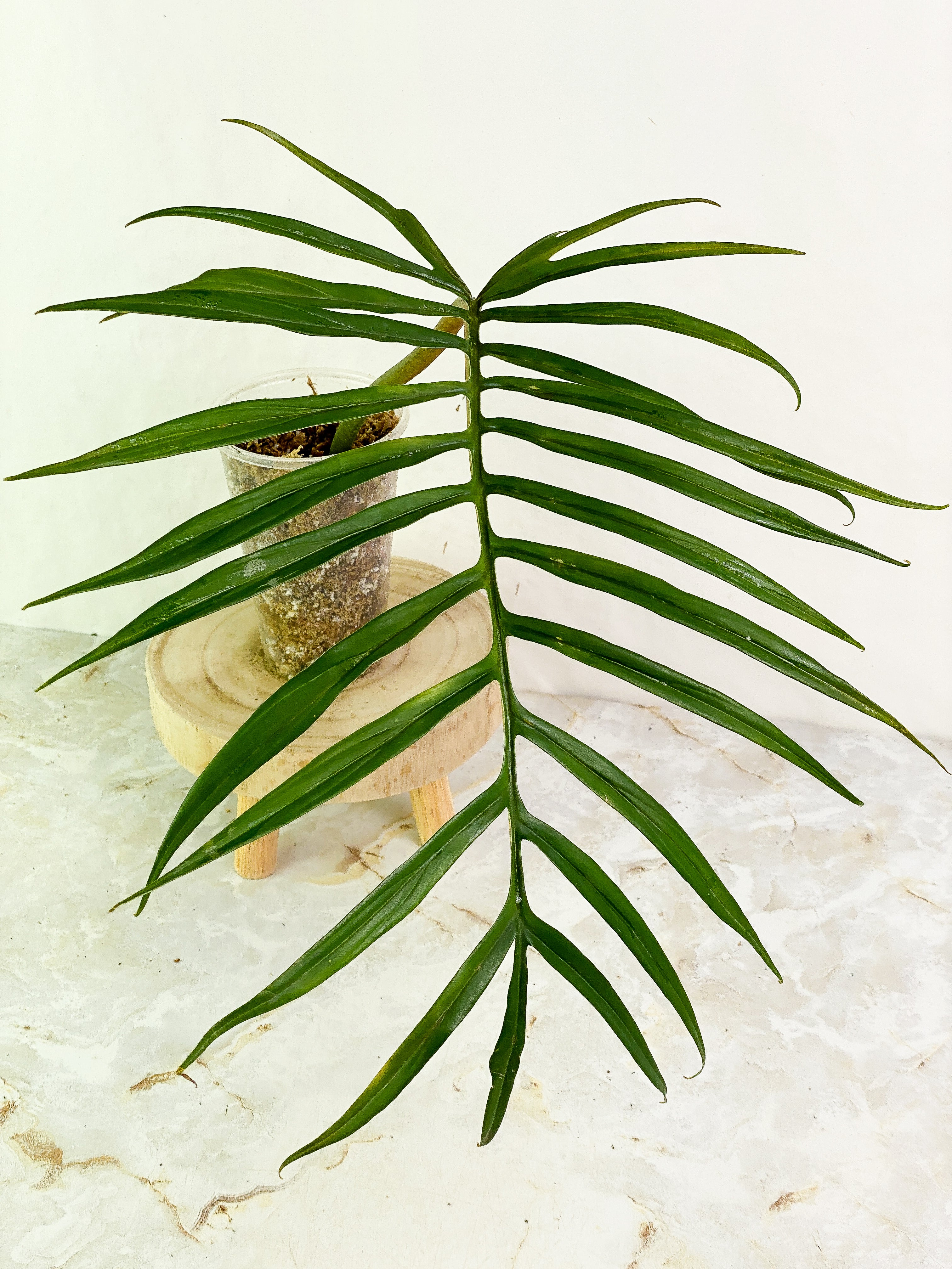 Philodendron Tortum 1 leaf Rooted
