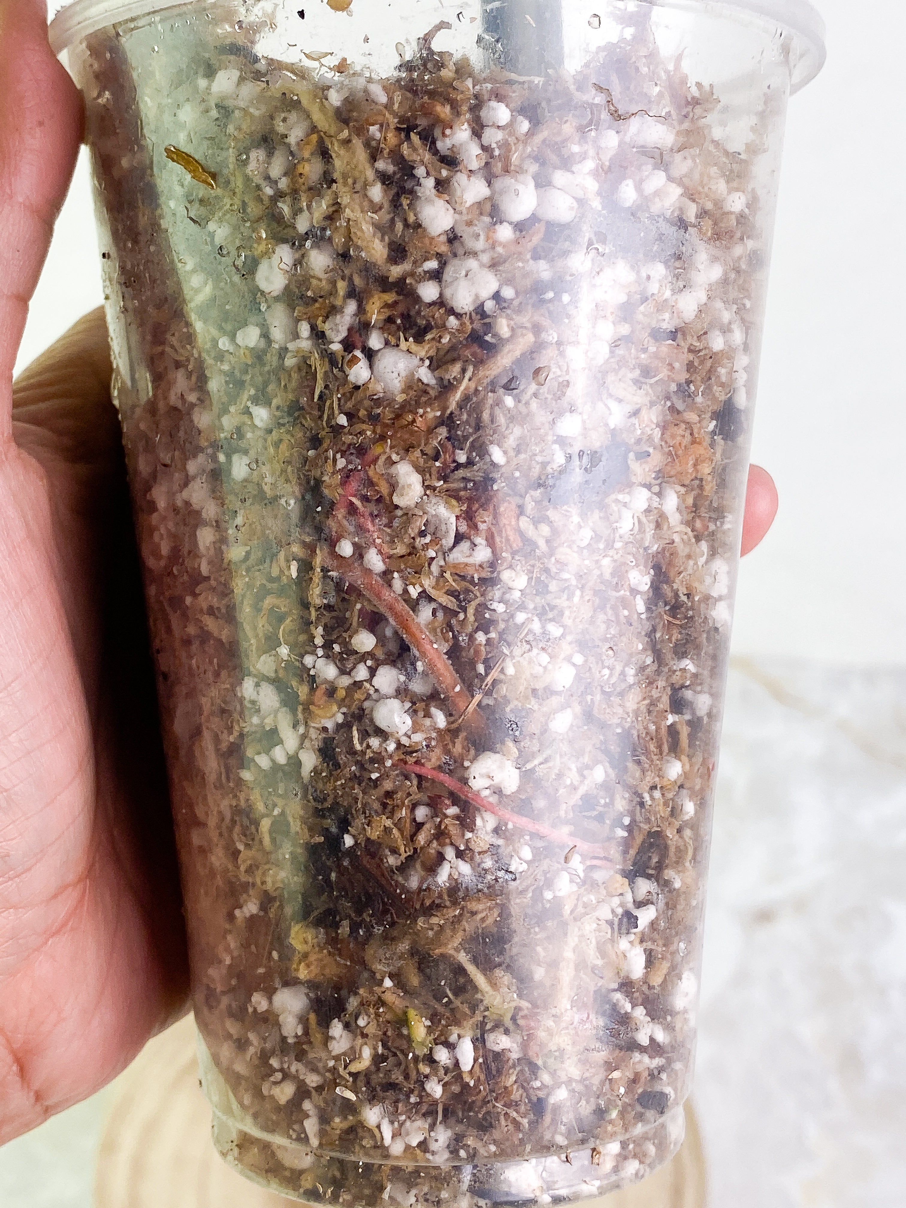 Philodendron Tortum 1 leaf Rooted