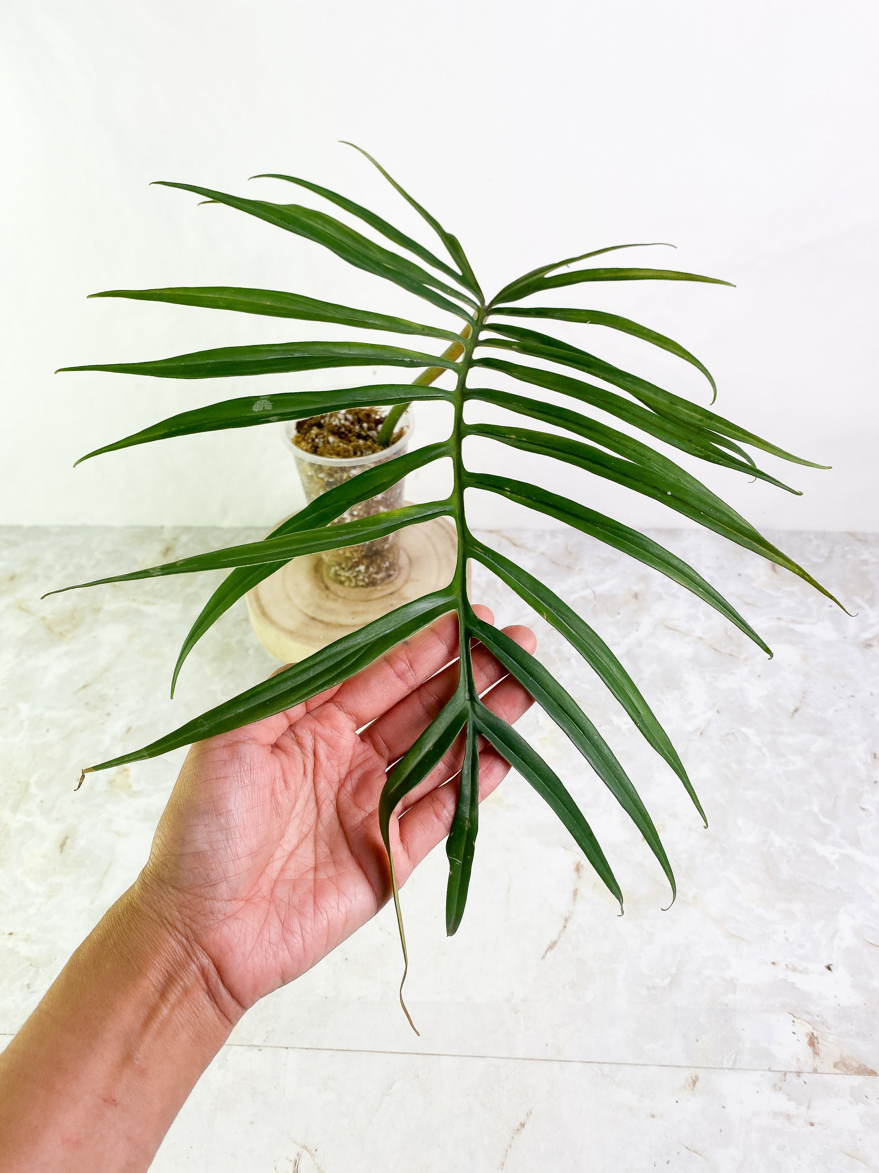 Philodendron Tortum 1 leaf Rooted