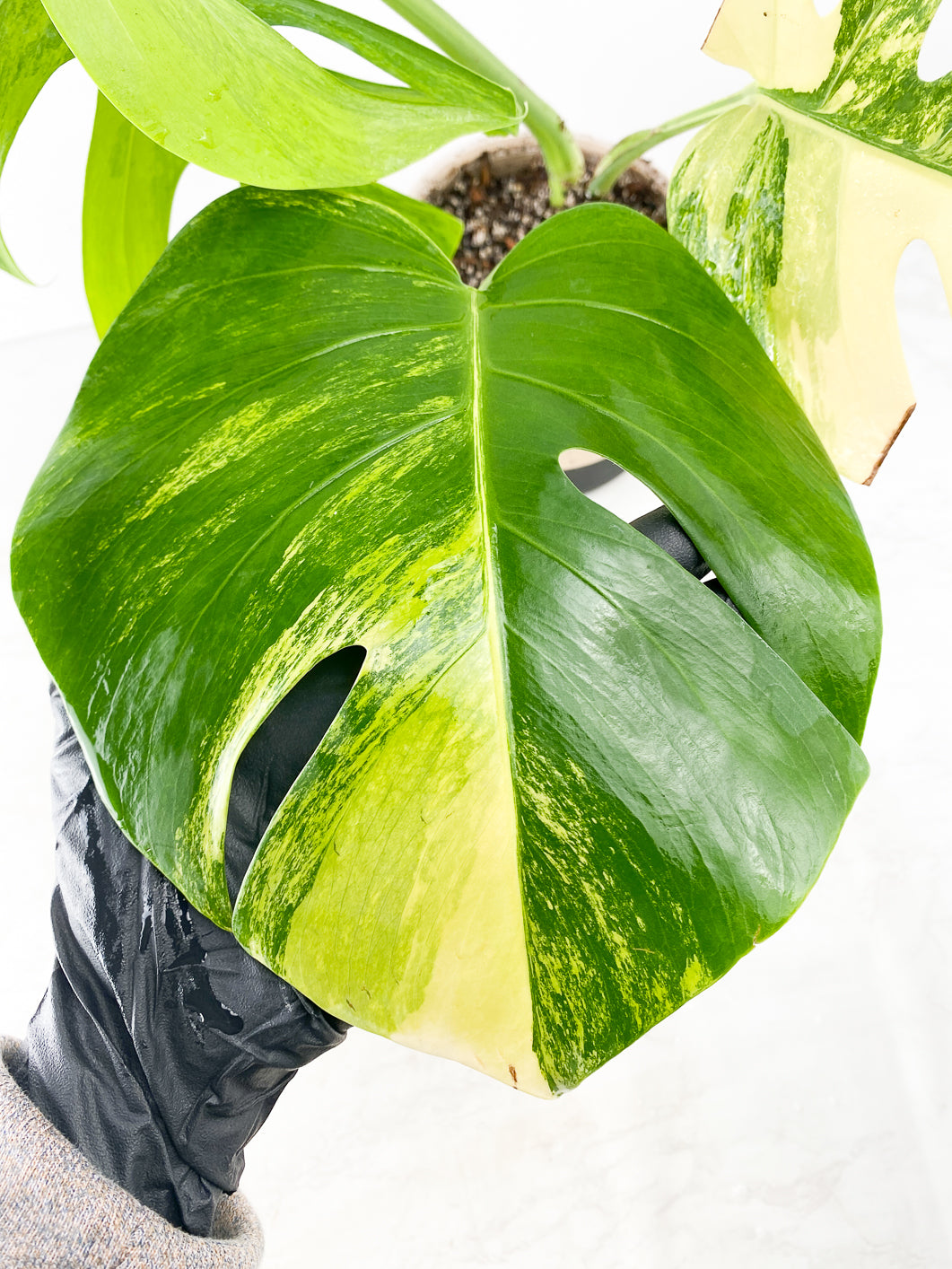 Monstera Aurea tricolor 3 leaves rooted