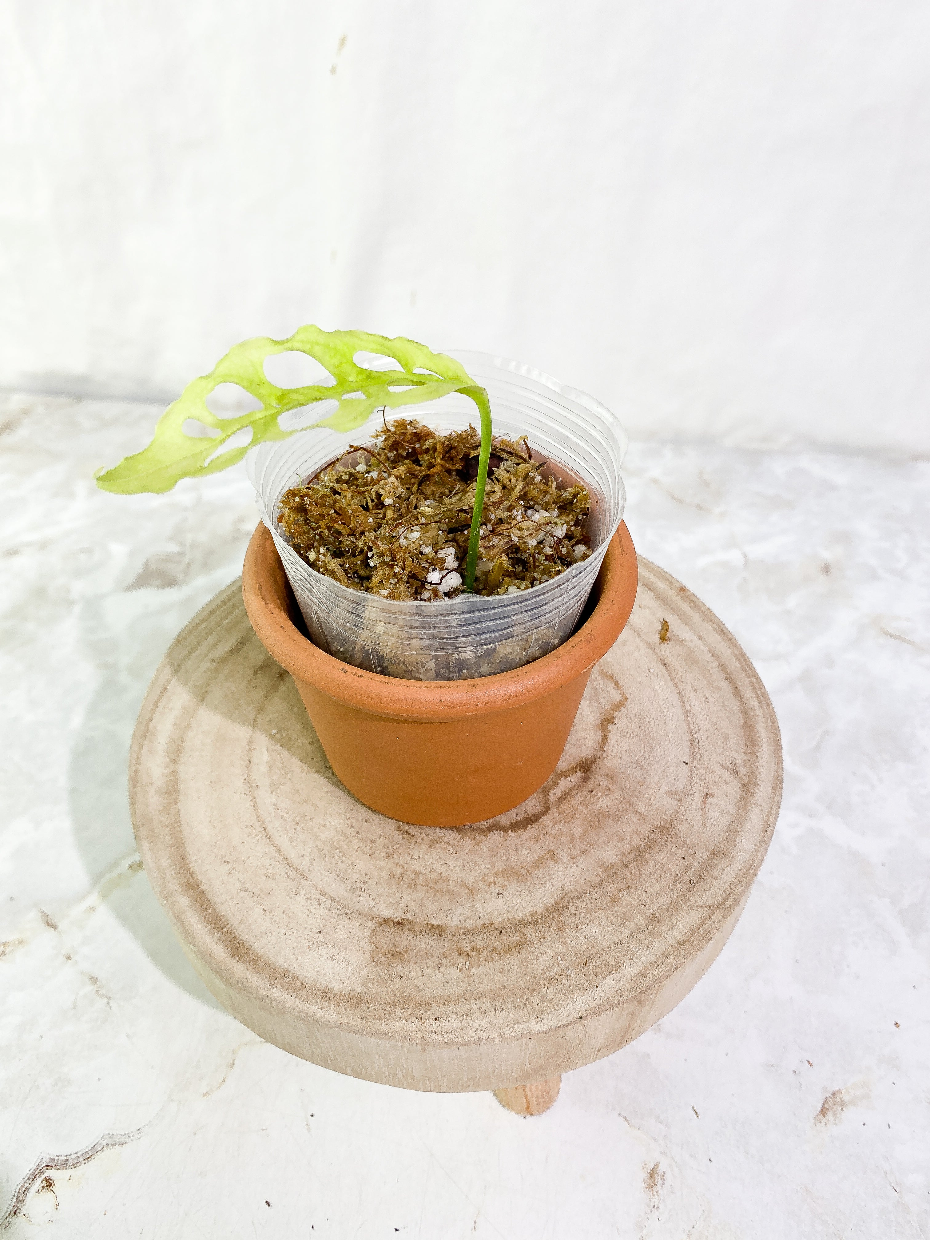 Monstera Obliqua Peruvian Rooted 1 leaf