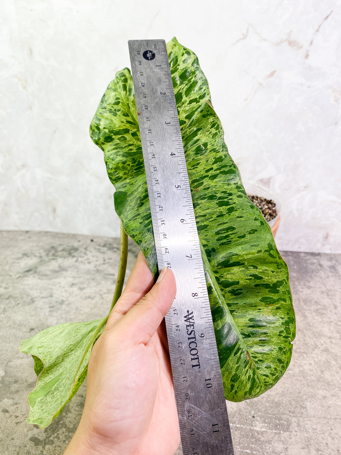 Philodendron Paraiso Verde 2 leaves rooted