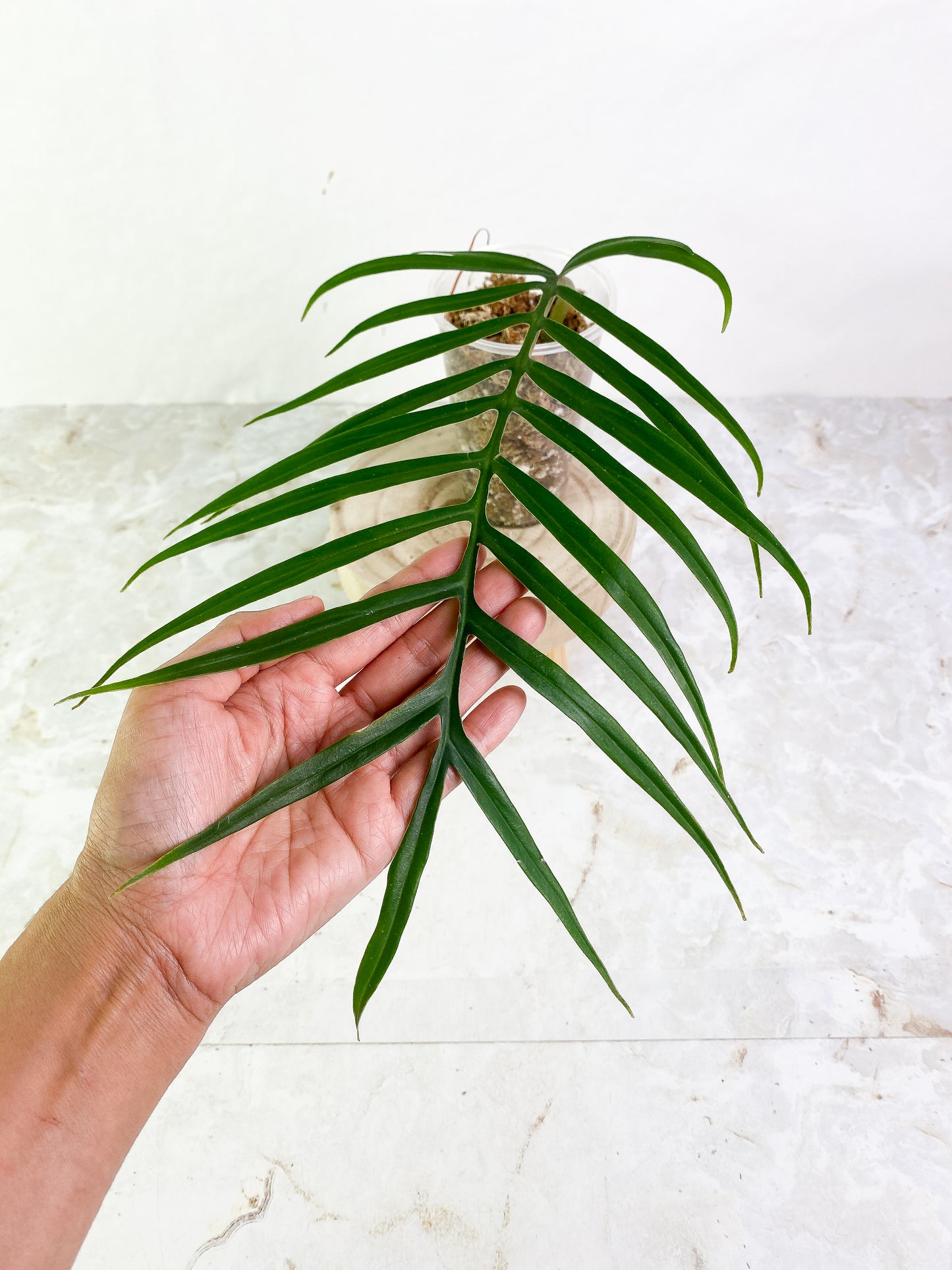 Philodendron Tortum 1 big leaf Slightly Rooted