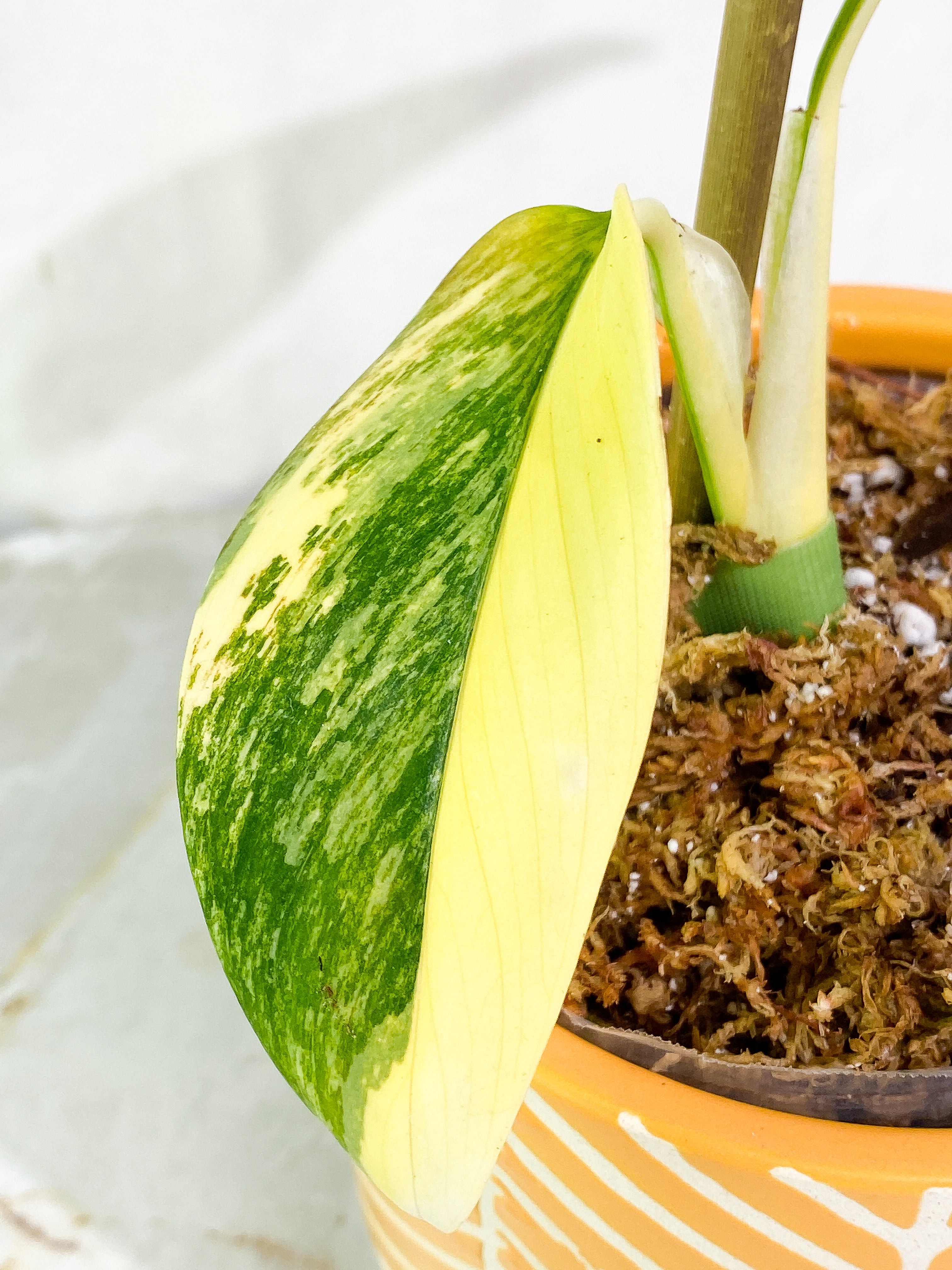 Monstera Standleyana Aurea Highly Variegated  2 leaves Rooted