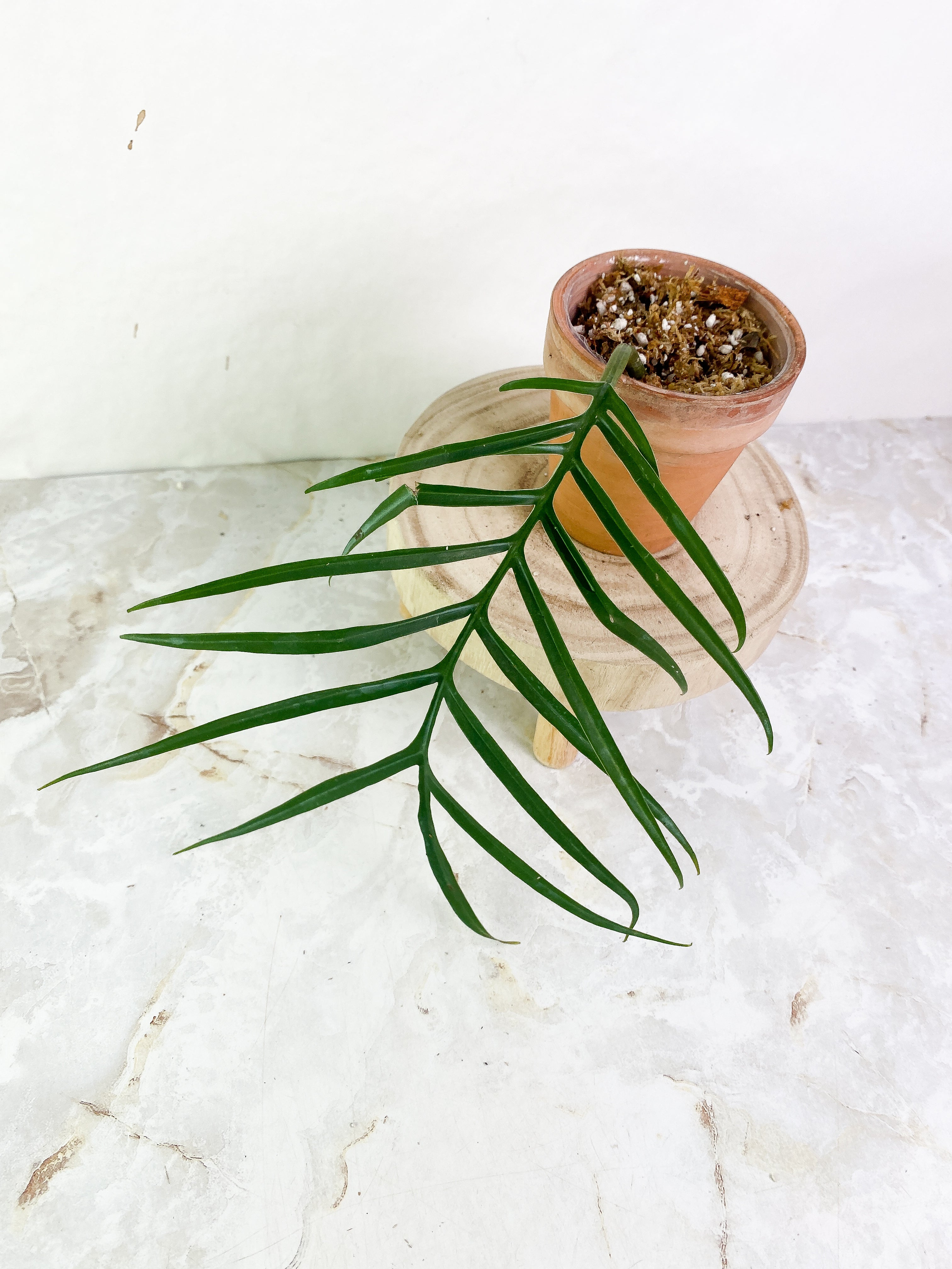 Philodendron Tortum 1 leaf Rooting