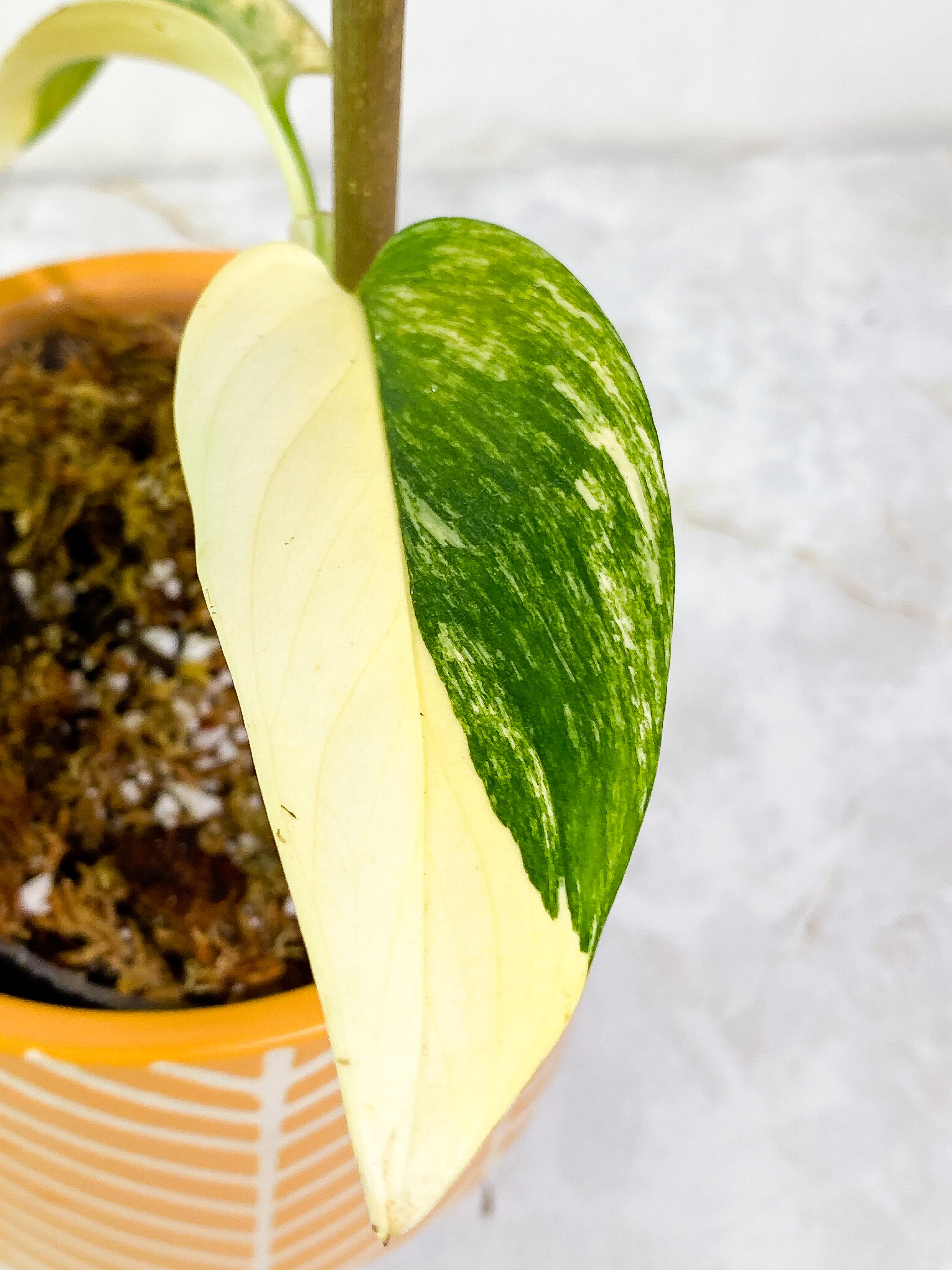 Monstera Standleyana Aurea Highly Variegated  2 leaves Rooted