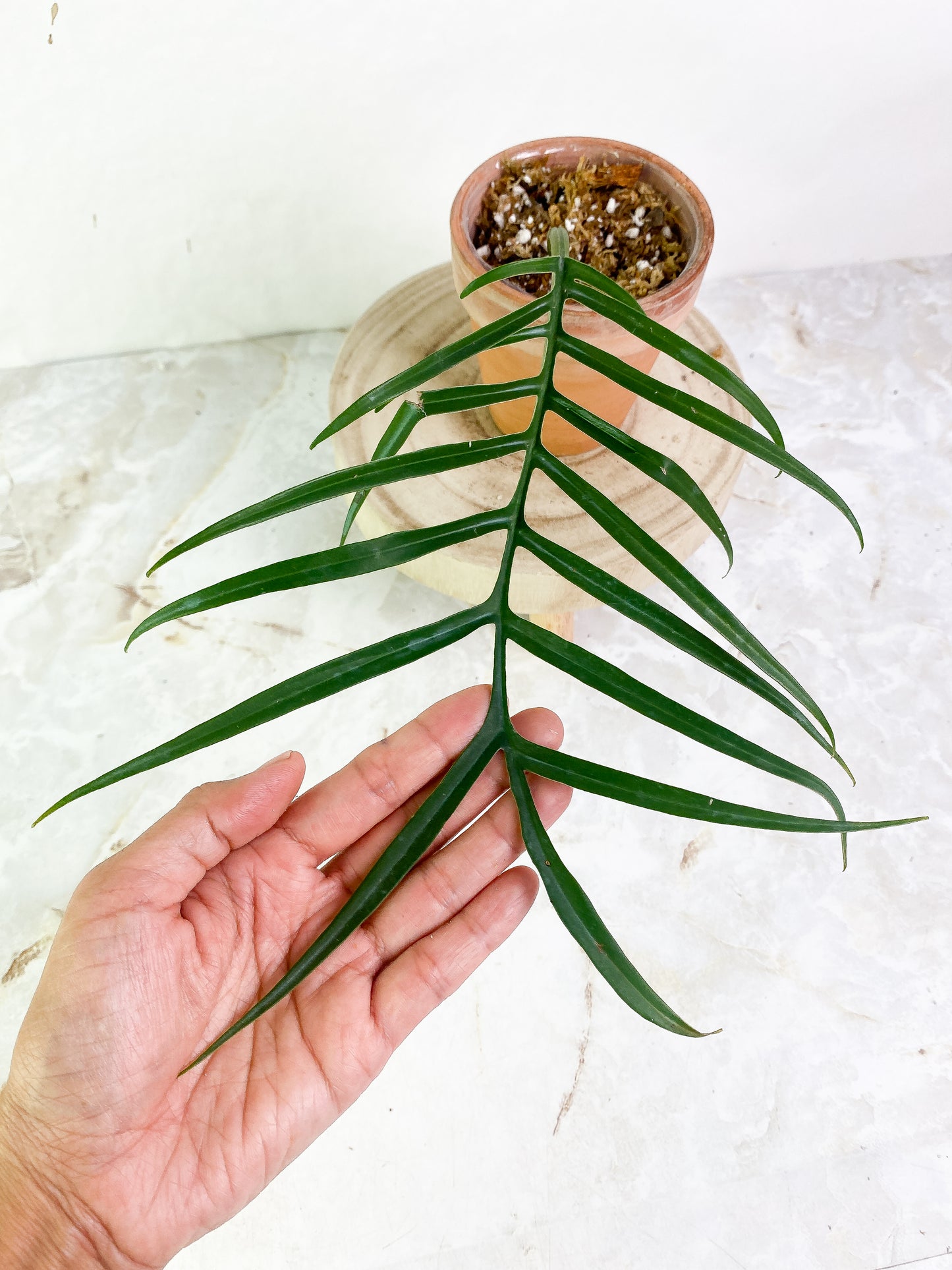Philodendron Tortum 1 leaf Rooting
