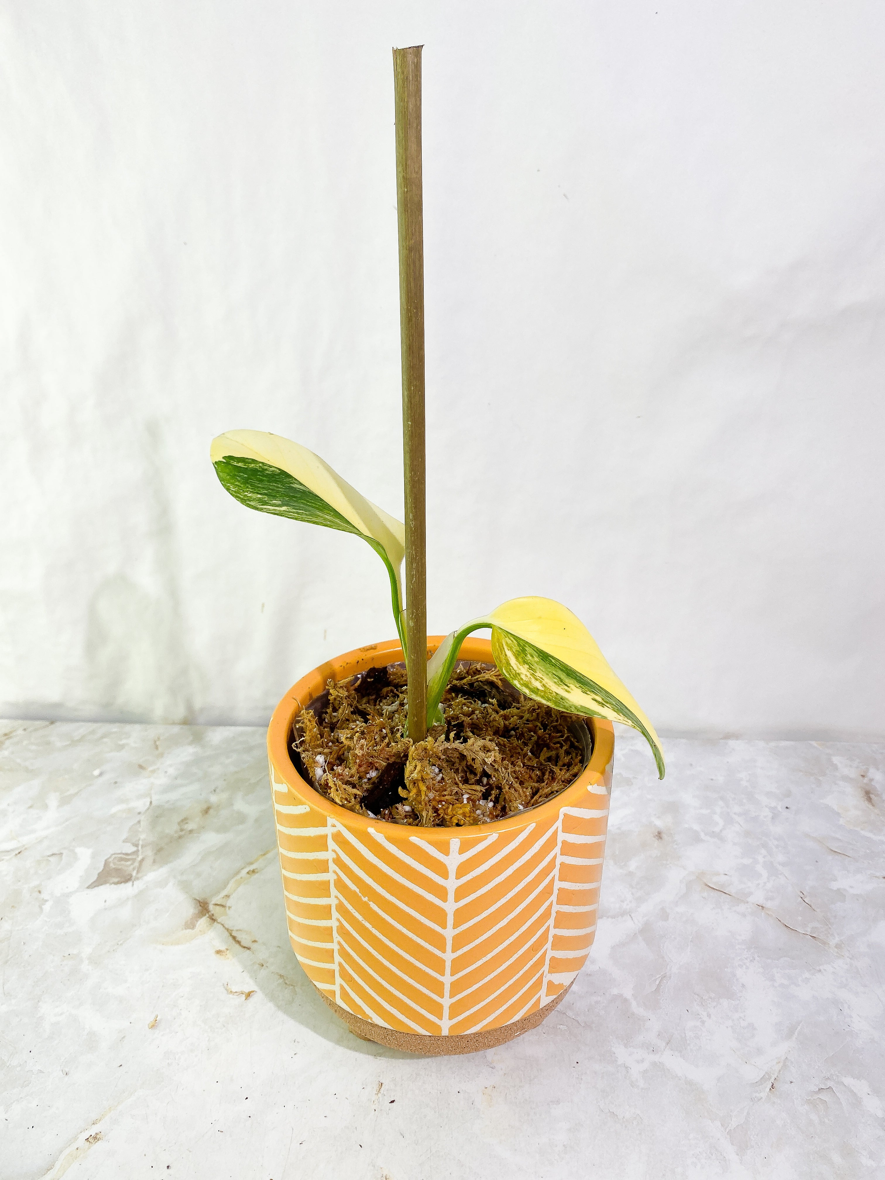Monstera Standleyana Aurea Highly Variegated  2 leaves Rooted