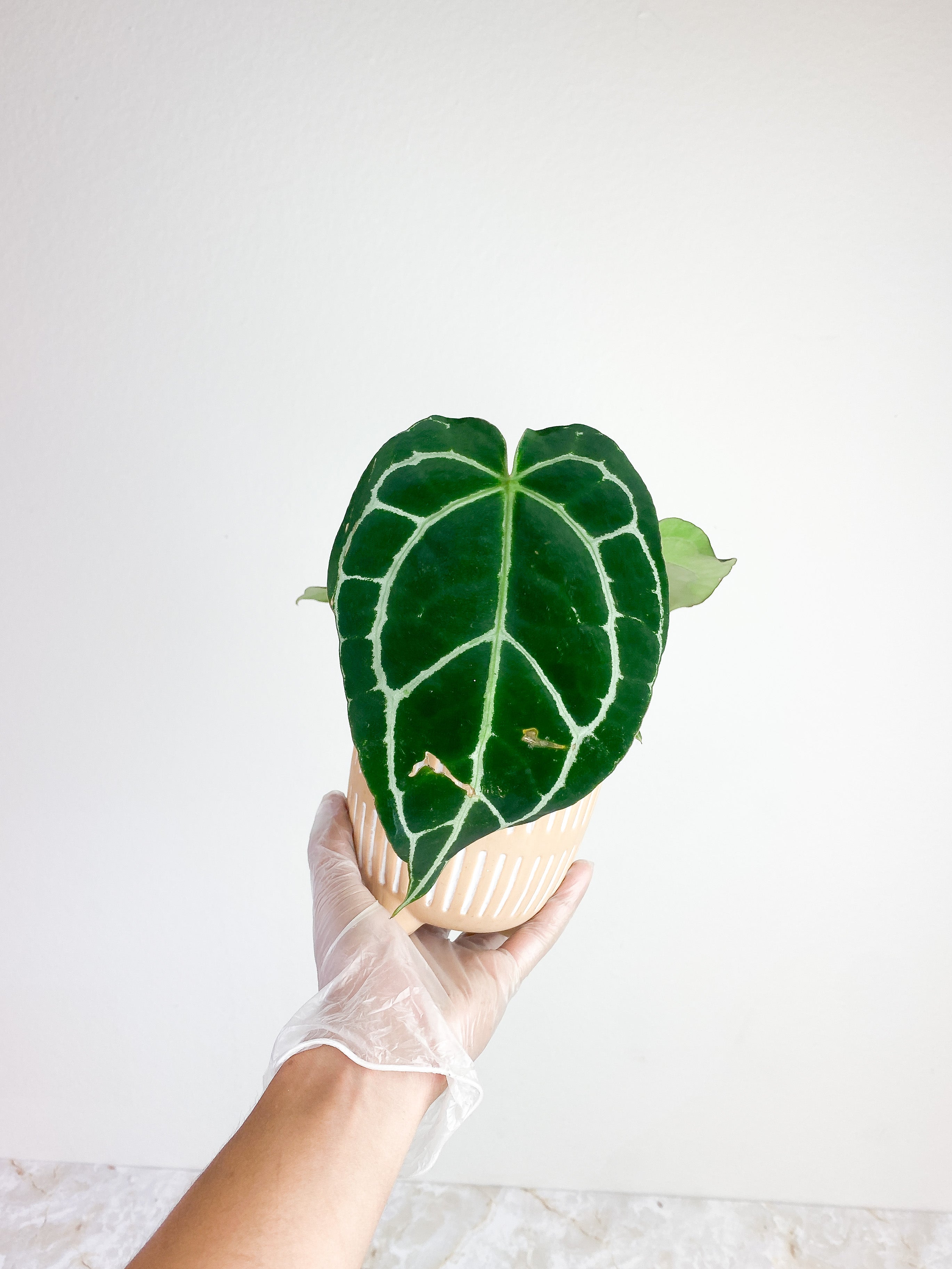 Anthurium Red Crystallinum Indo Form 5 leaves