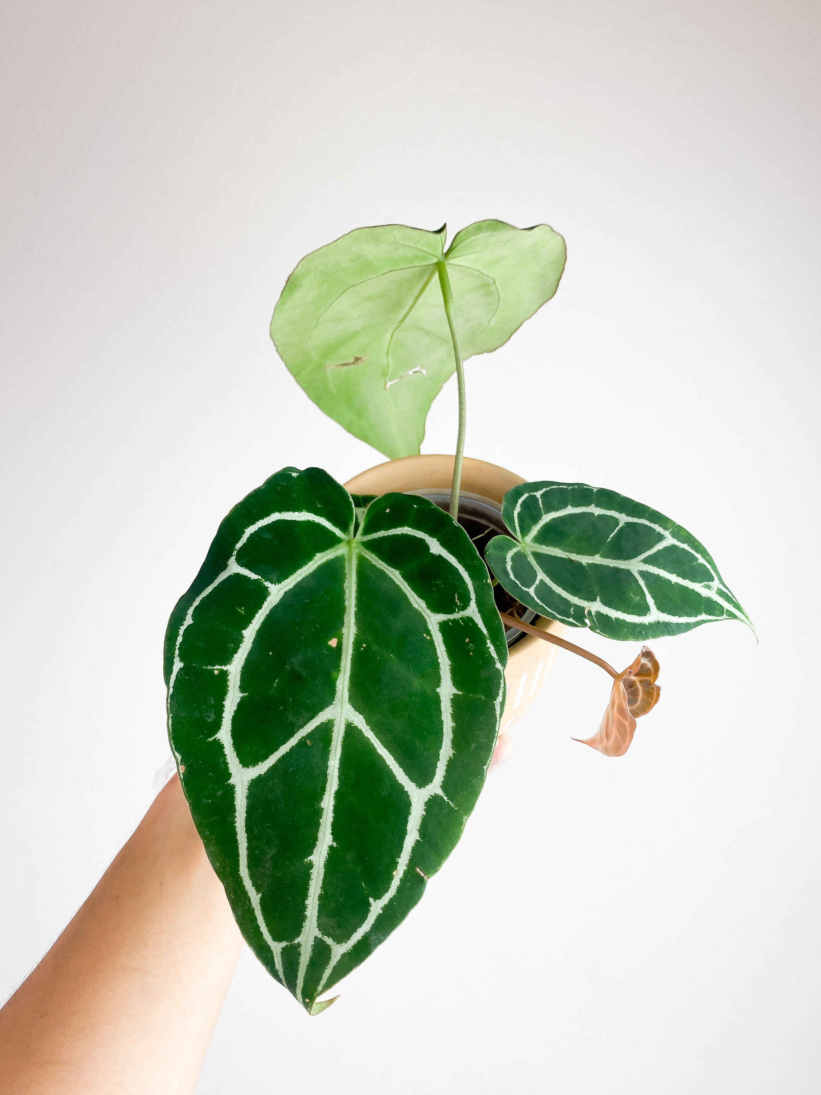 Anthurium Red Crystallinum Indo Form 5 leaves