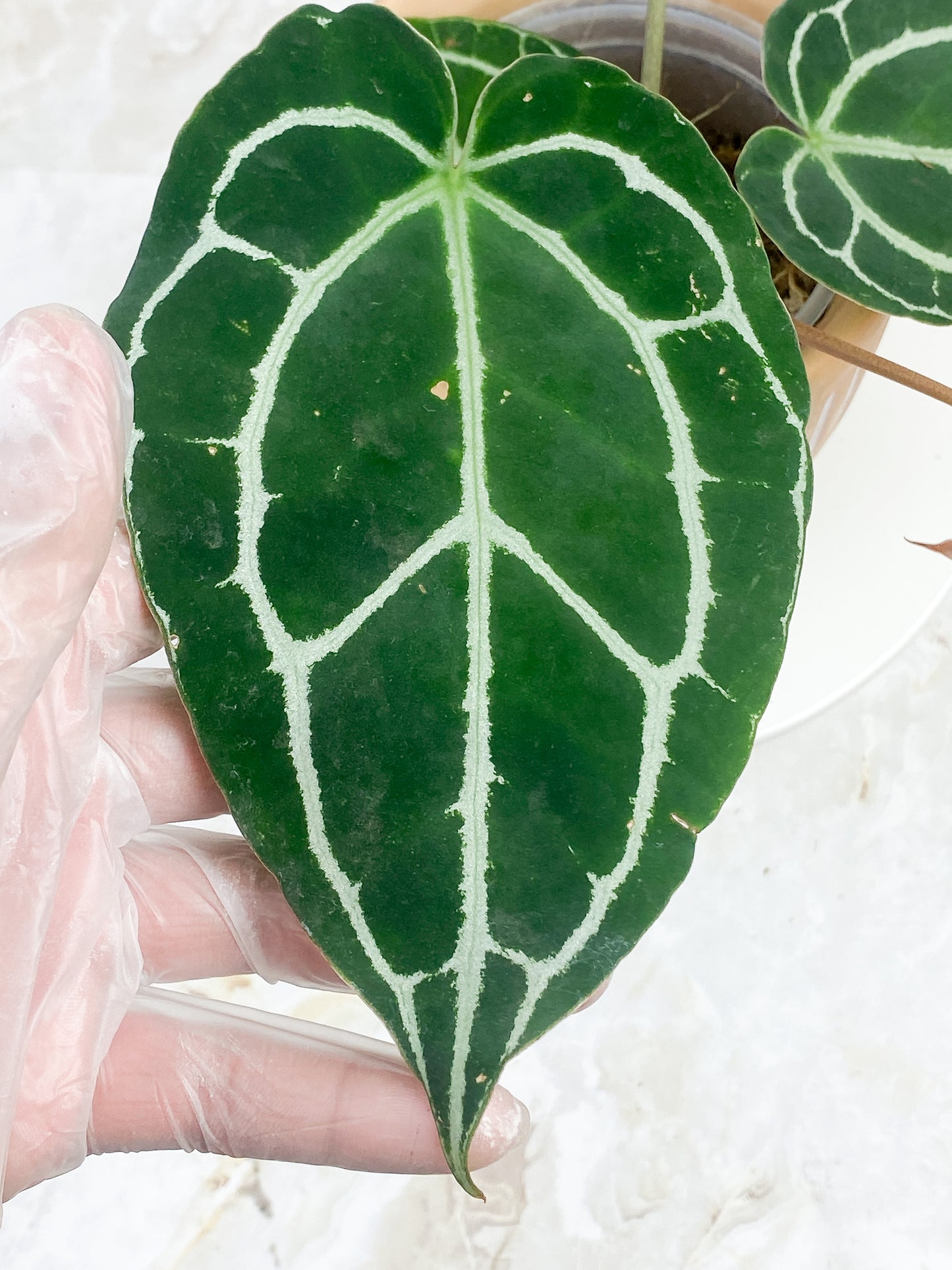 Anthurium Red Crystallinum Indo Form 5 leaves