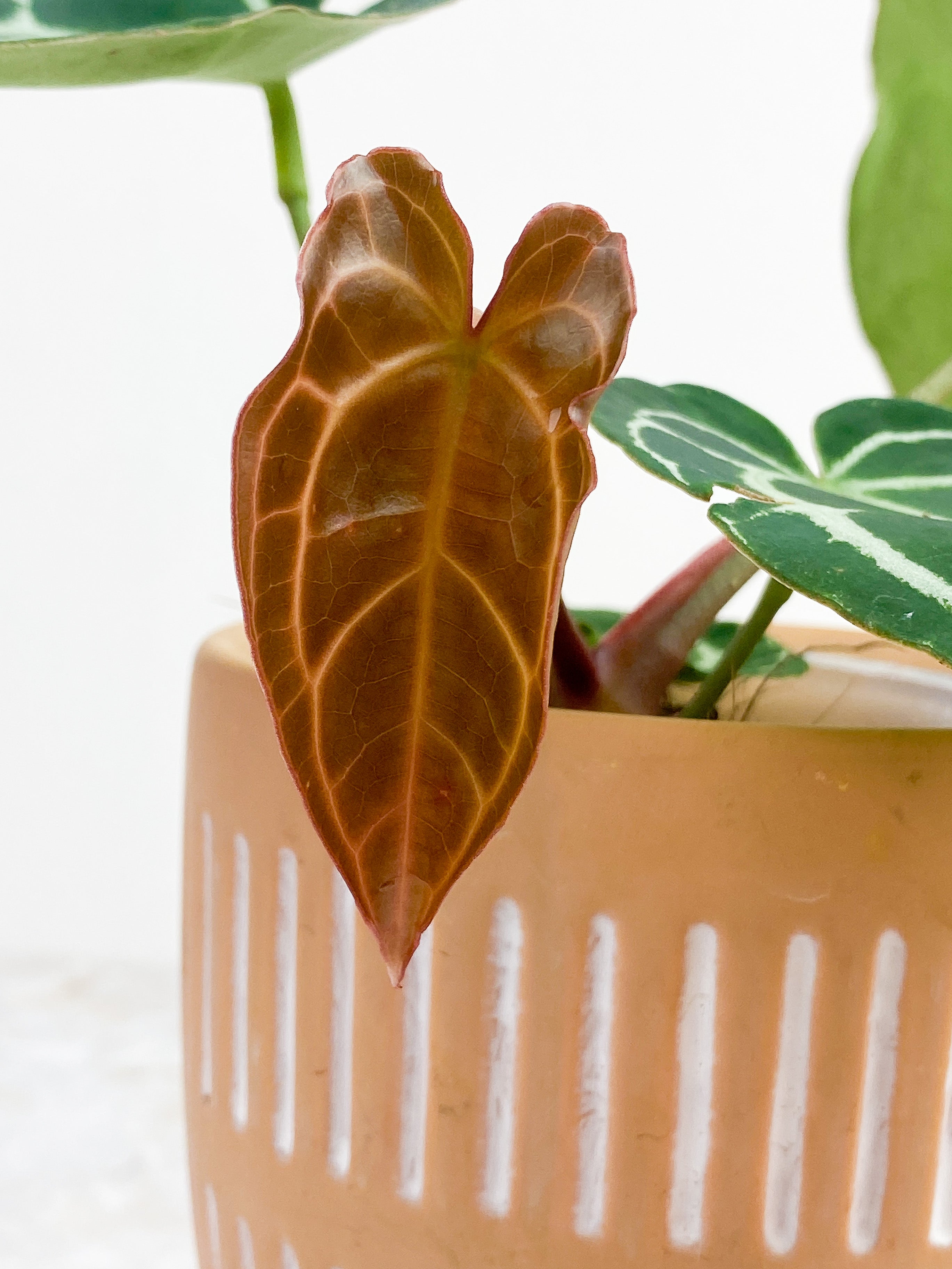 Anthurium Red Crystallinum Indo Form 5 leaves