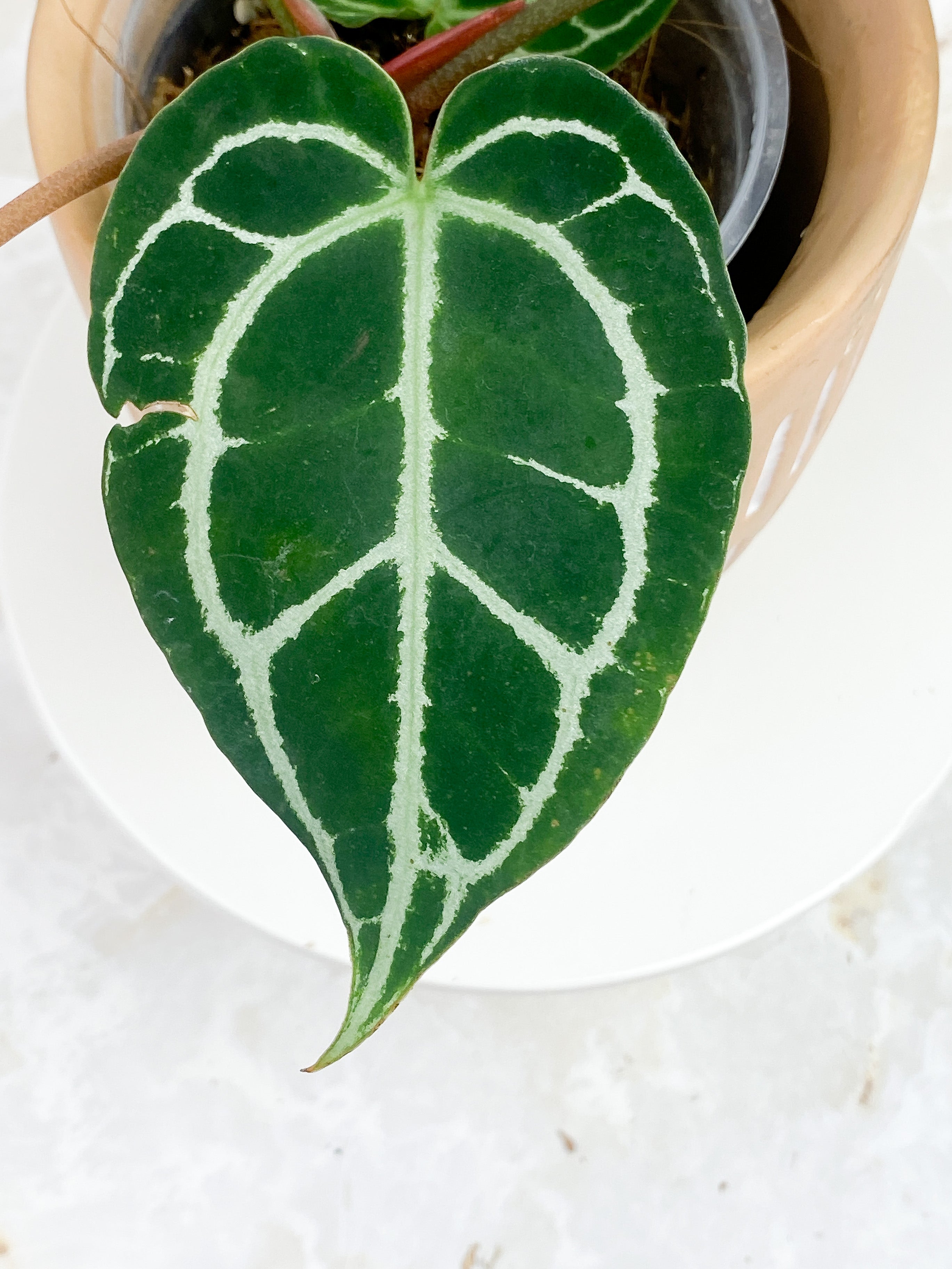 Anthurium Red Crystallinum Indo Form 5 leaves