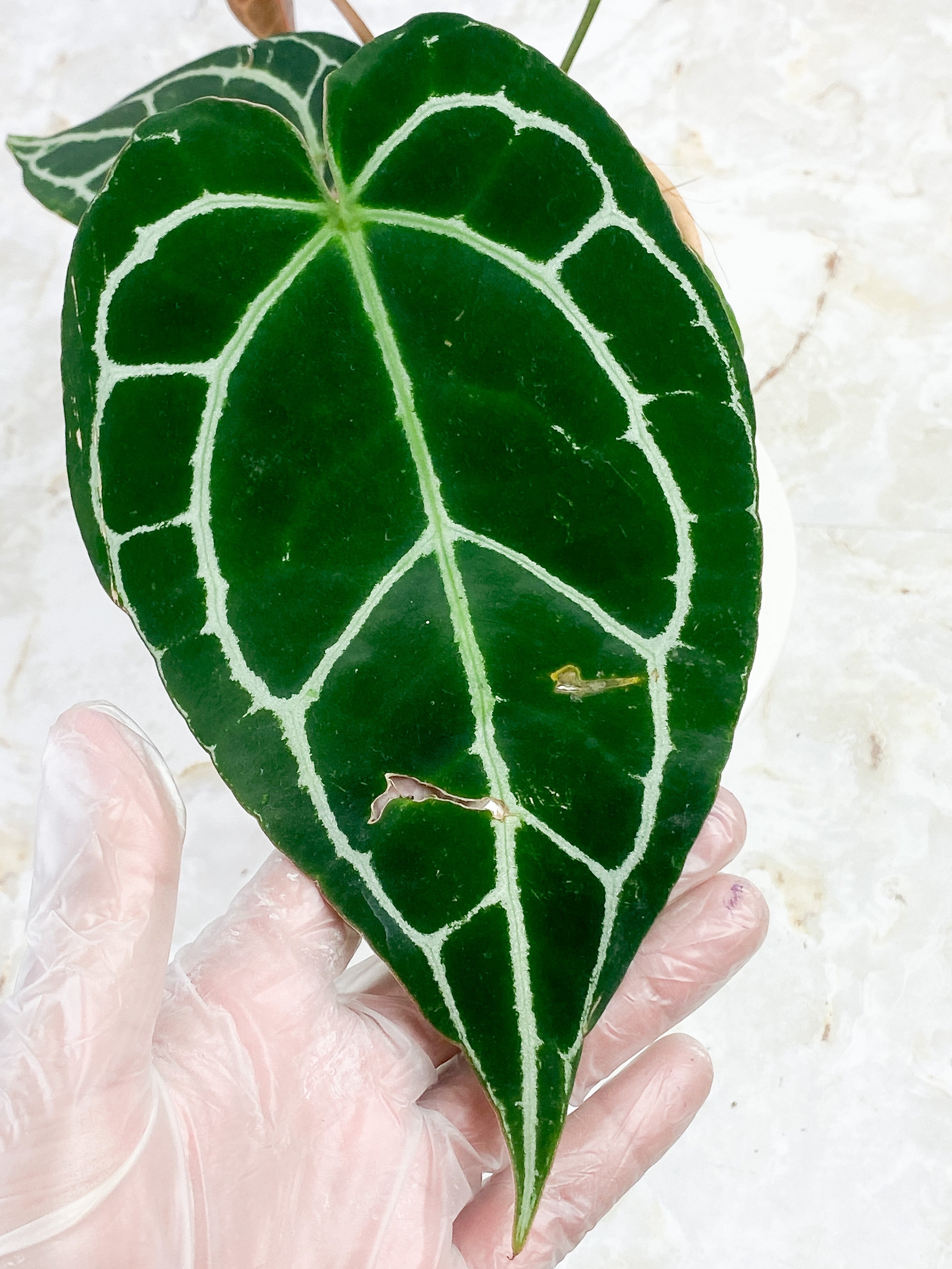 Anthurium Red Crystallinum Indo Form 5 leaves