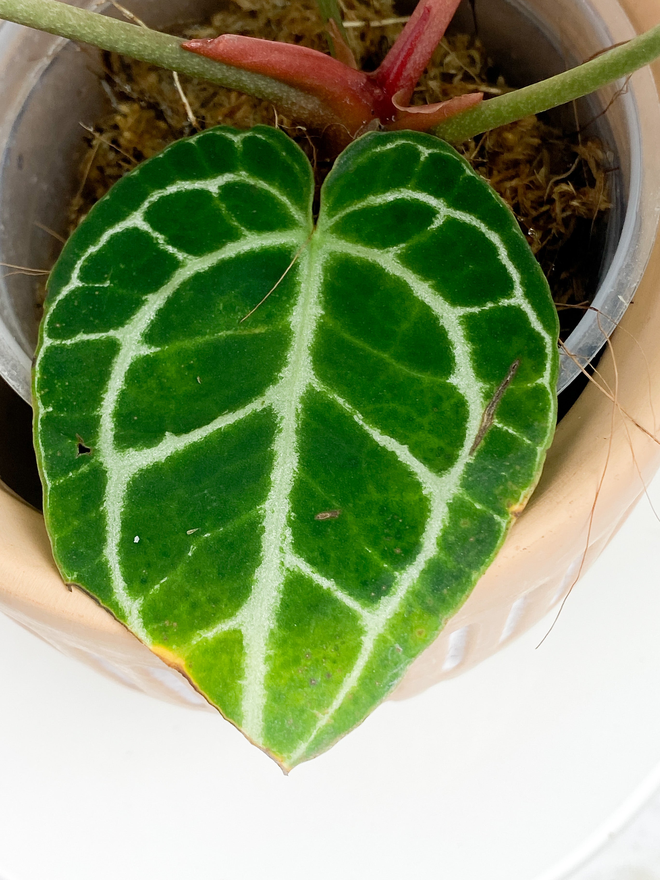 Anthurium Red Crystallinum Indo Form 5 leaves