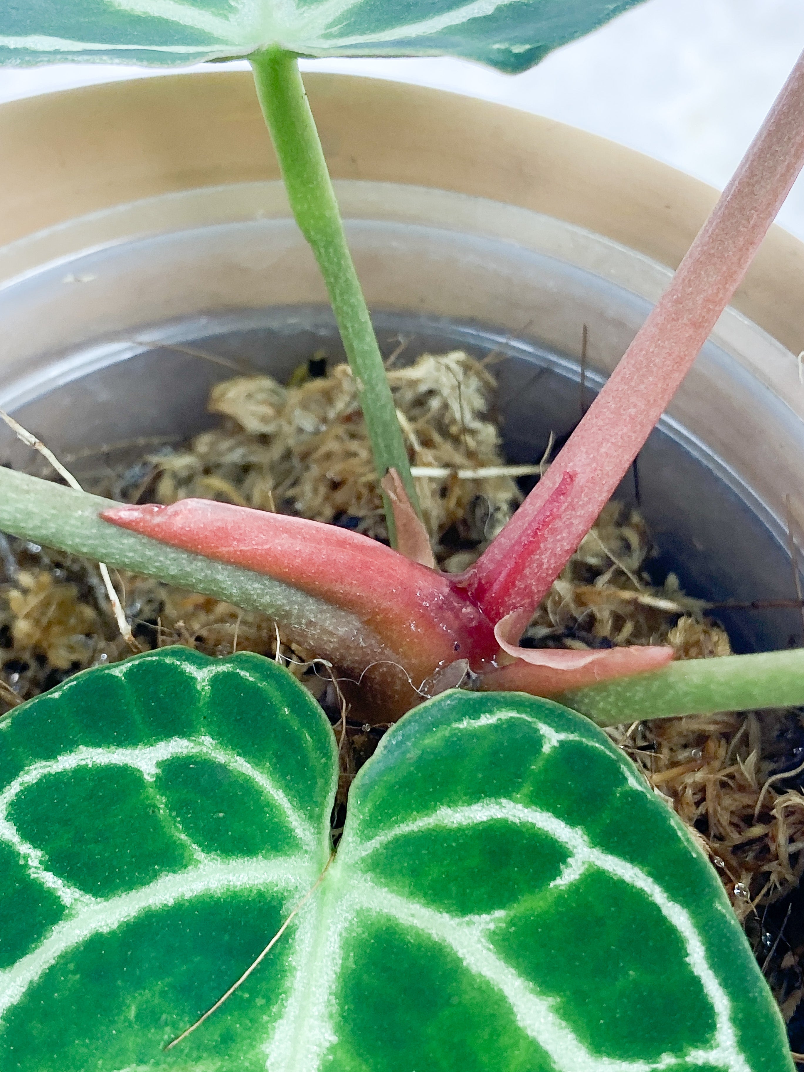 Anthurium Red Crystallinum Indo Form 5 leaves