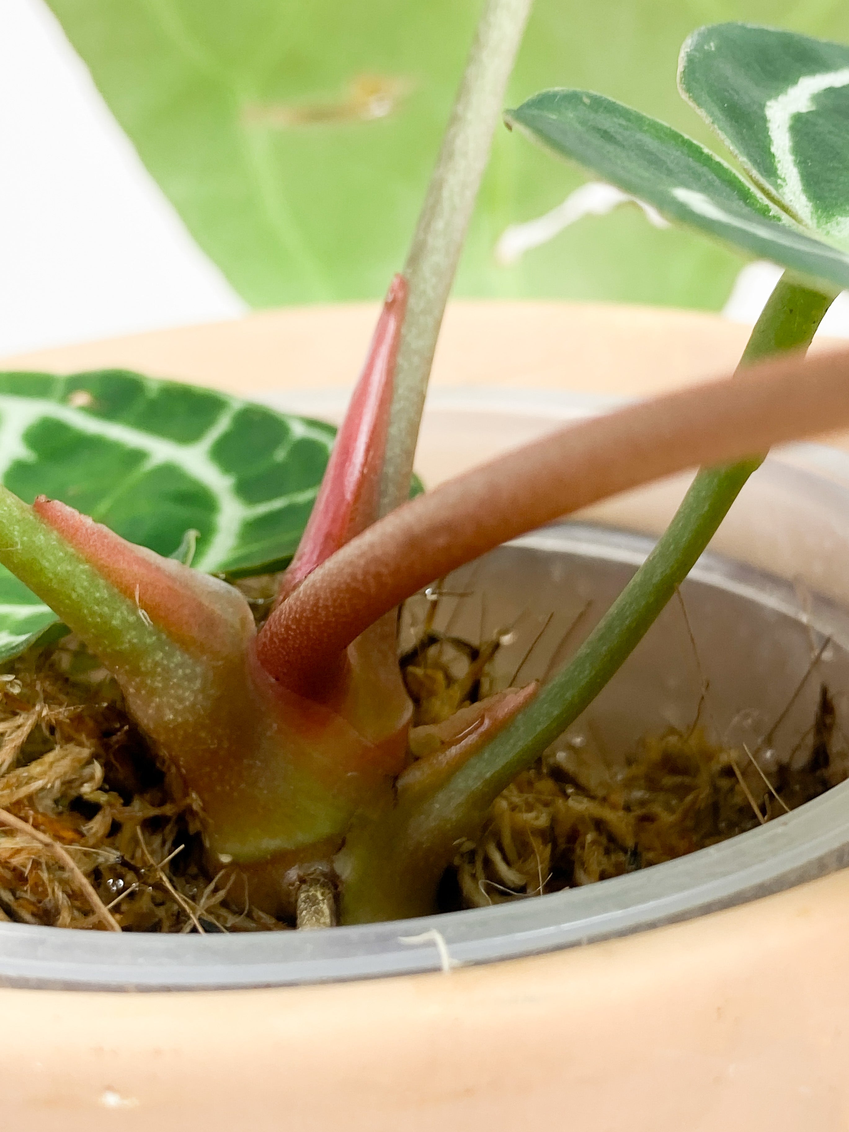 Anthurium Red Crystallinum Indo Form 5 leaves