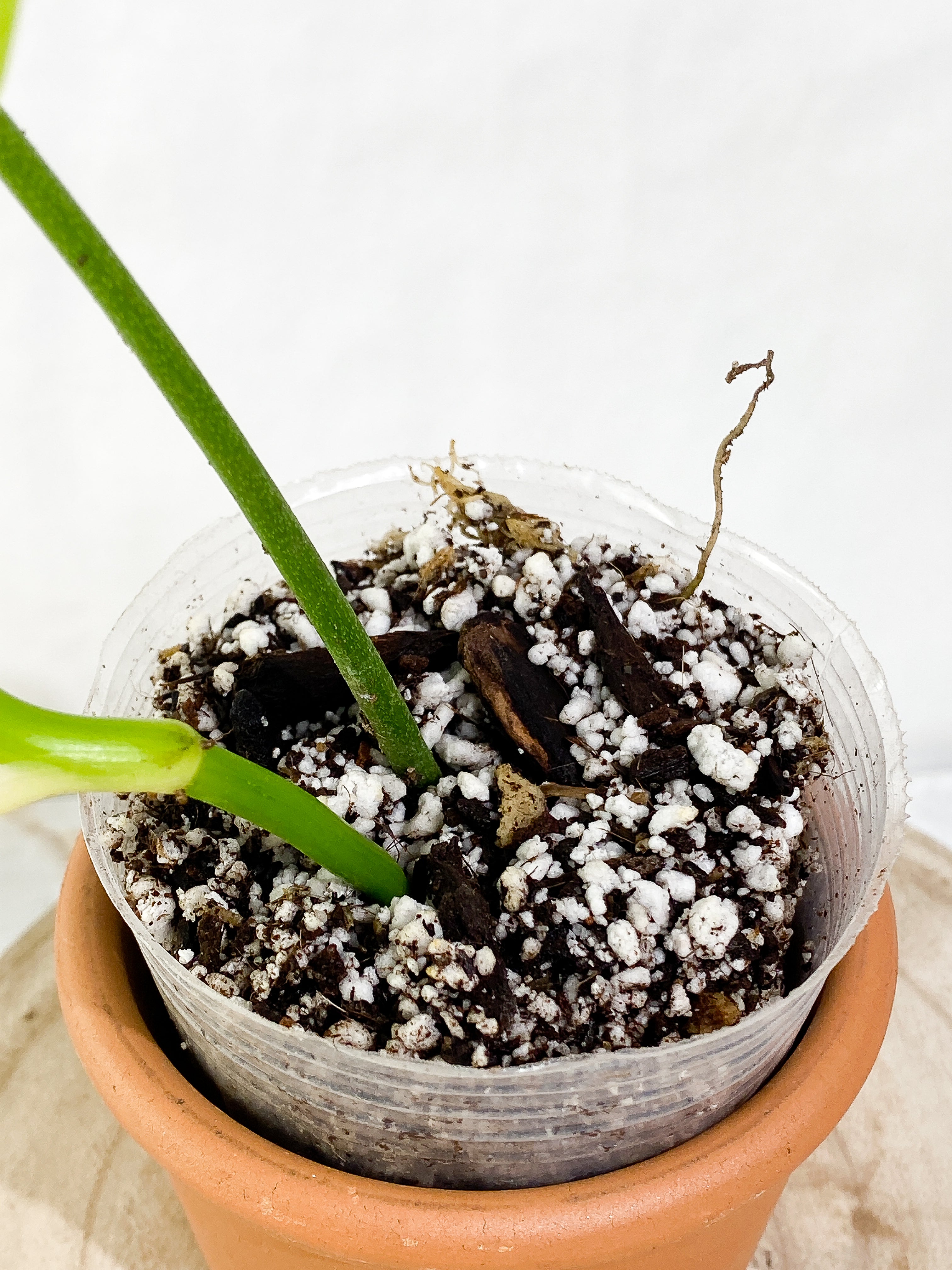 Philodendron Sharoniae Rooted
