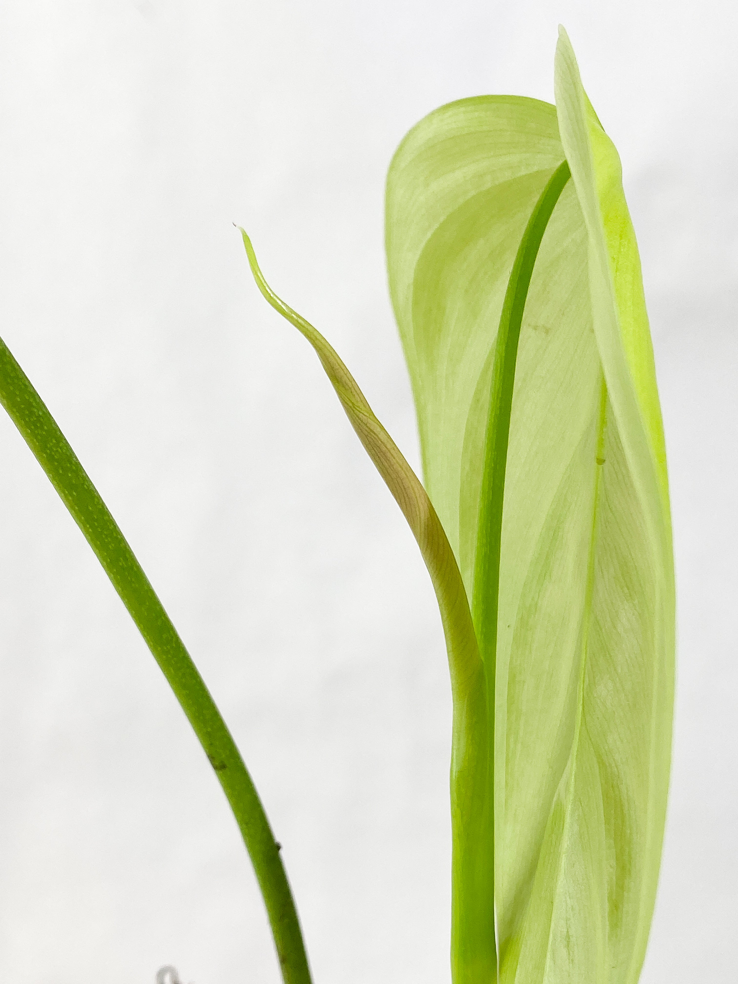 Philodendron Sharoniae Rooted