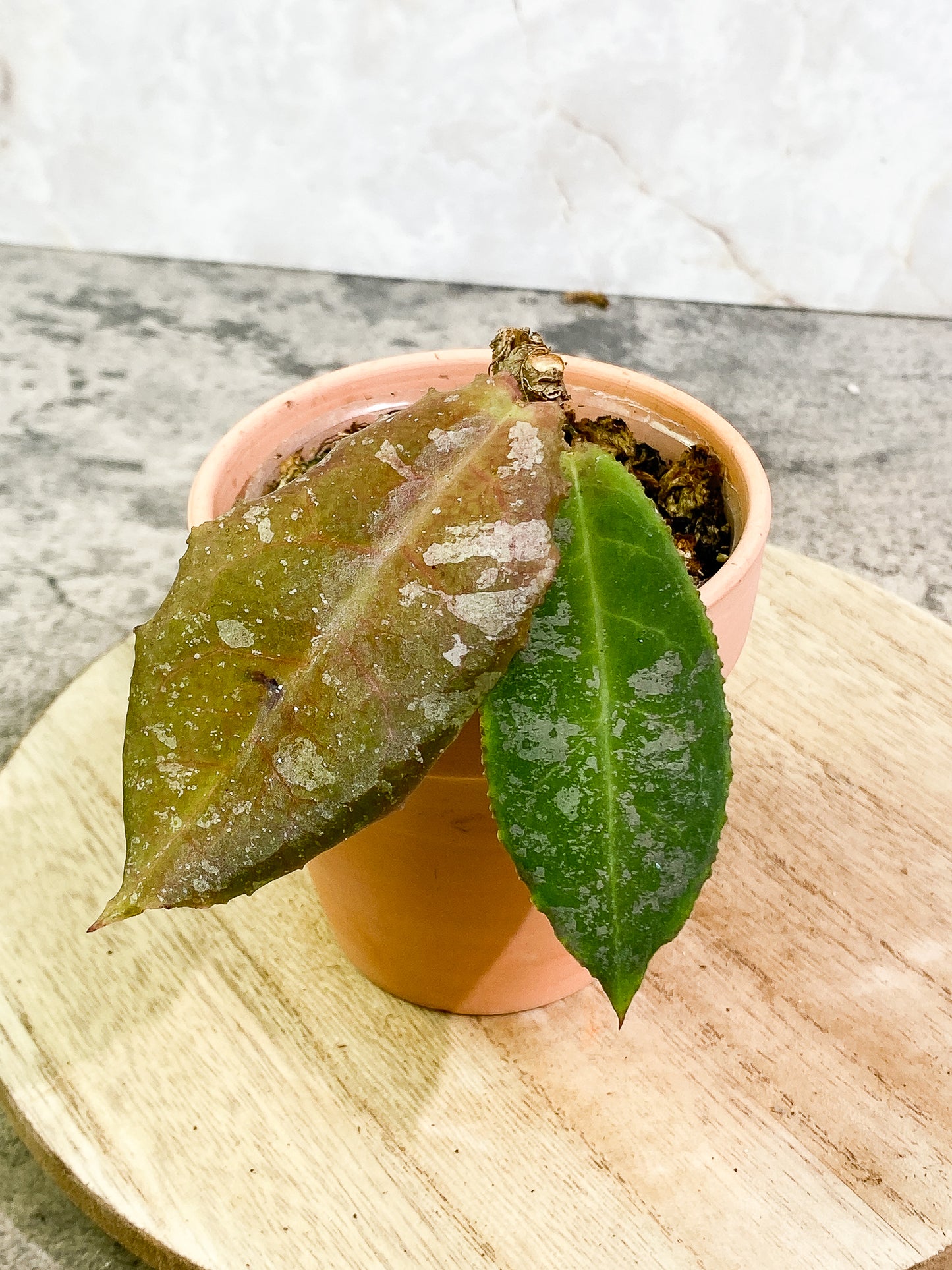 Hoya undulata 2 leaves fully rooted