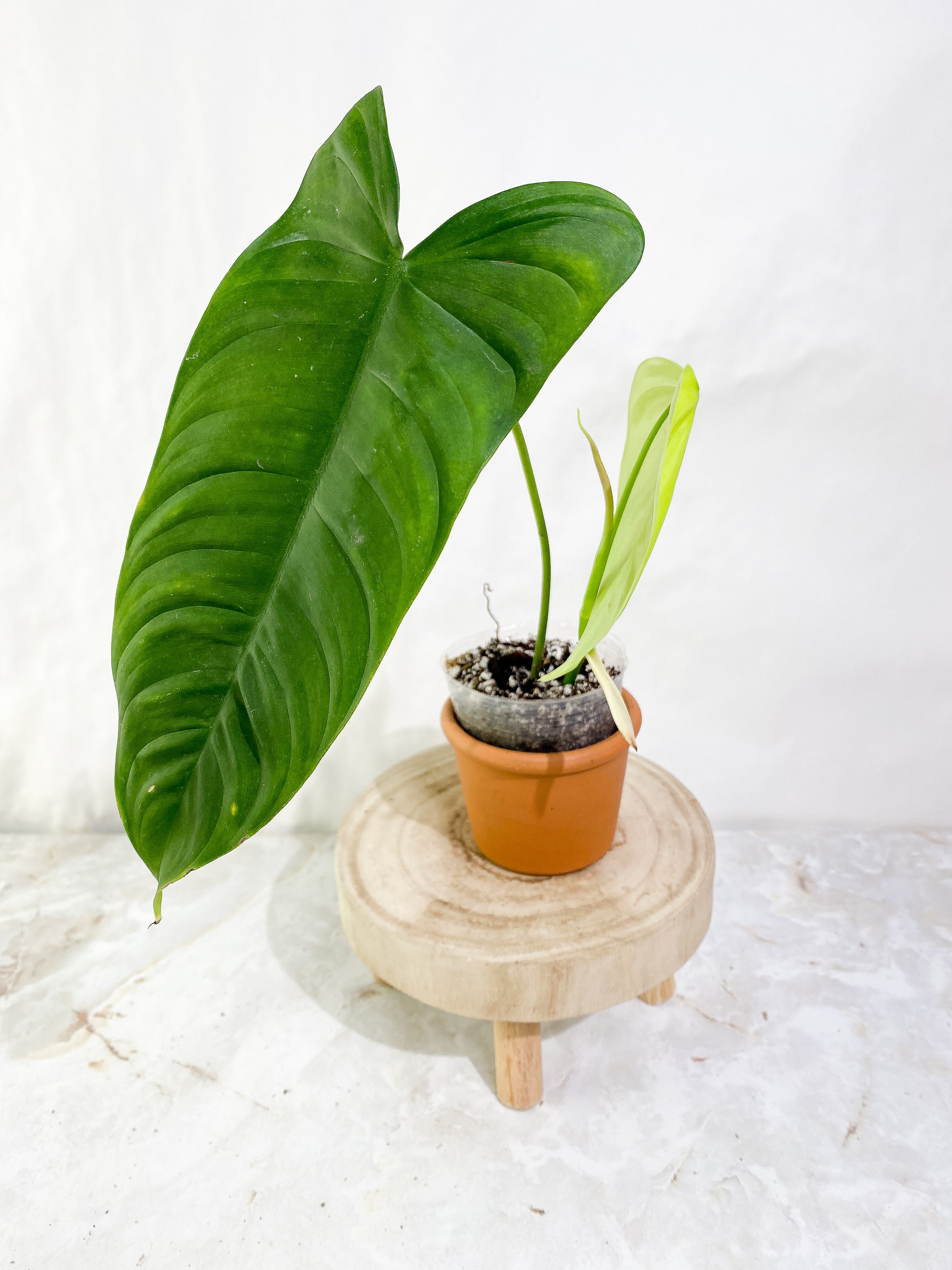 Philodendron Sharoniae Rooted
