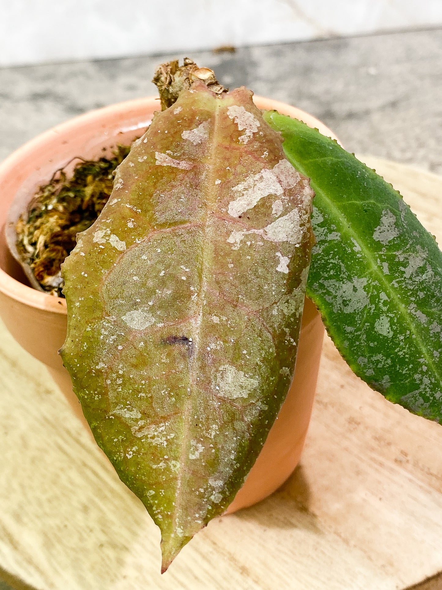 Hoya undulata 2 leaves fully rooted