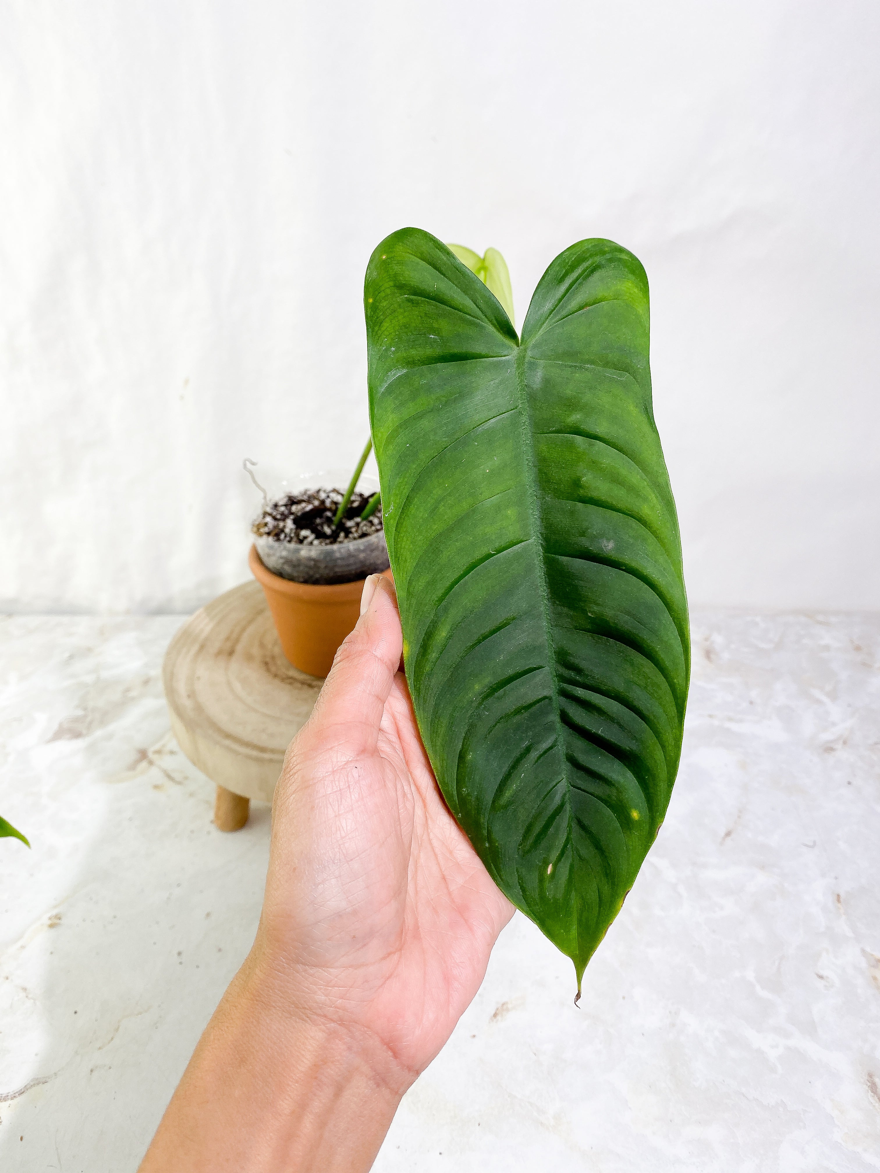 Philodendron Sharoniae Rooted