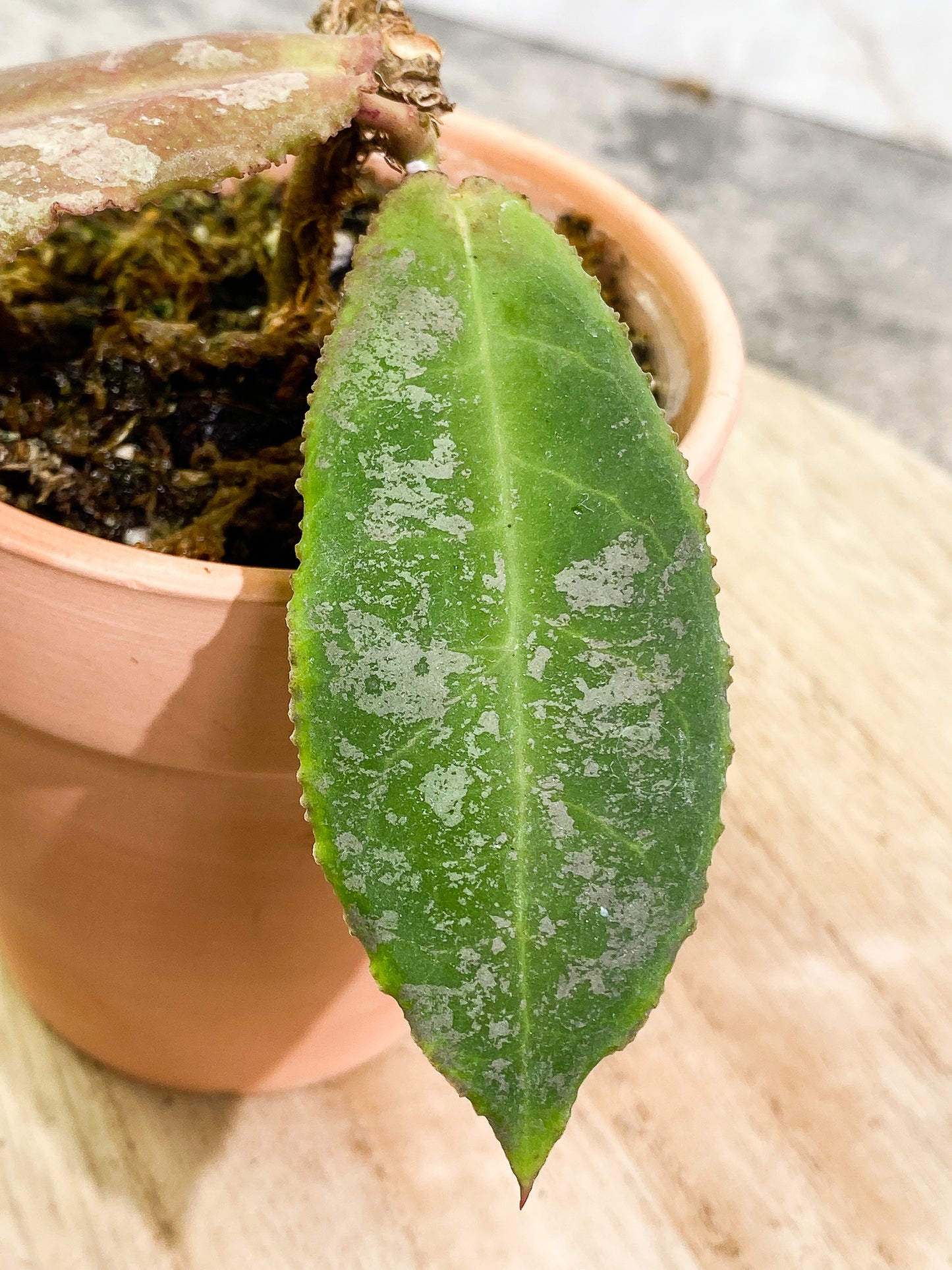 Hoya undulata 2 leaves fully rooted