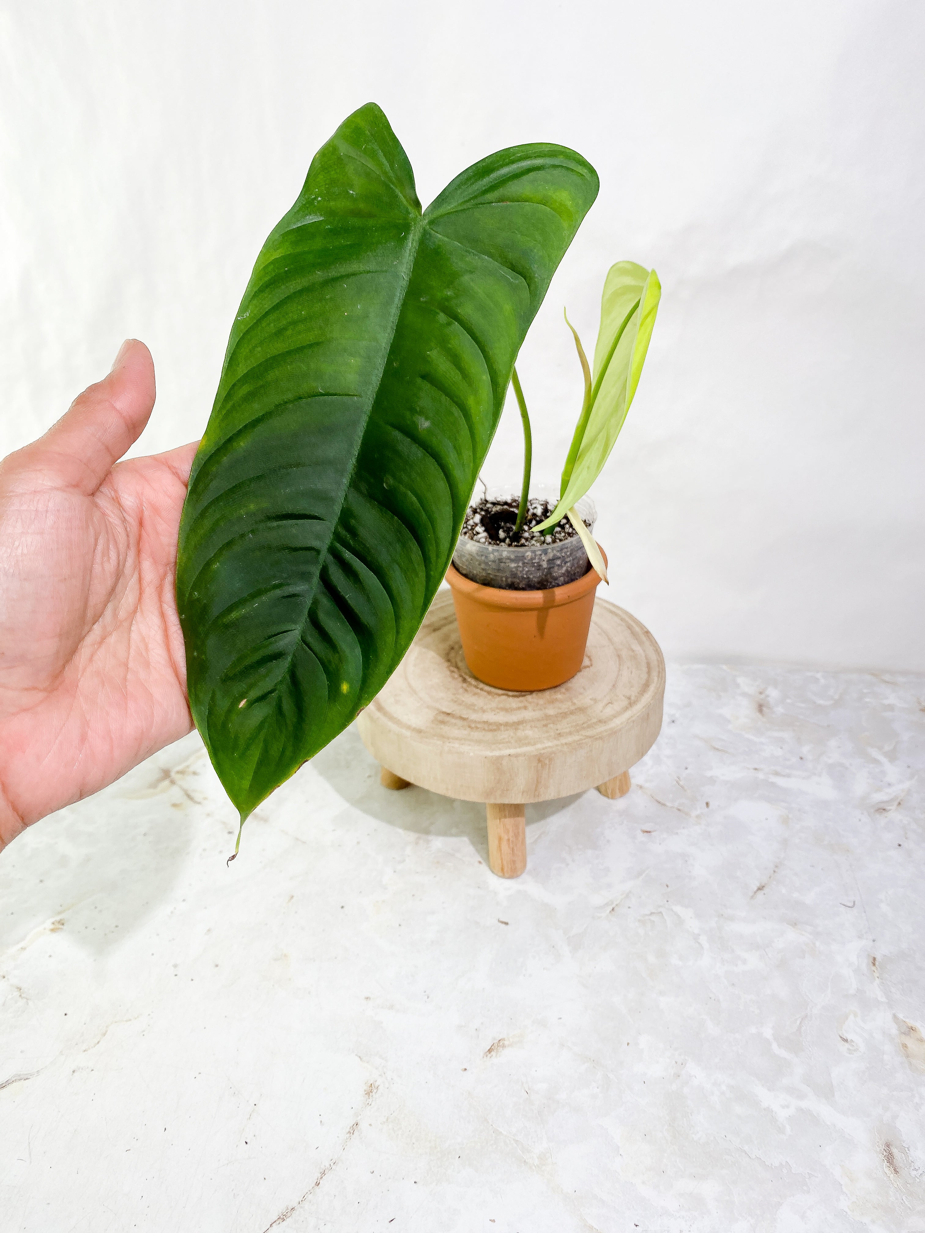 Philodendron Sharoniae Rooted