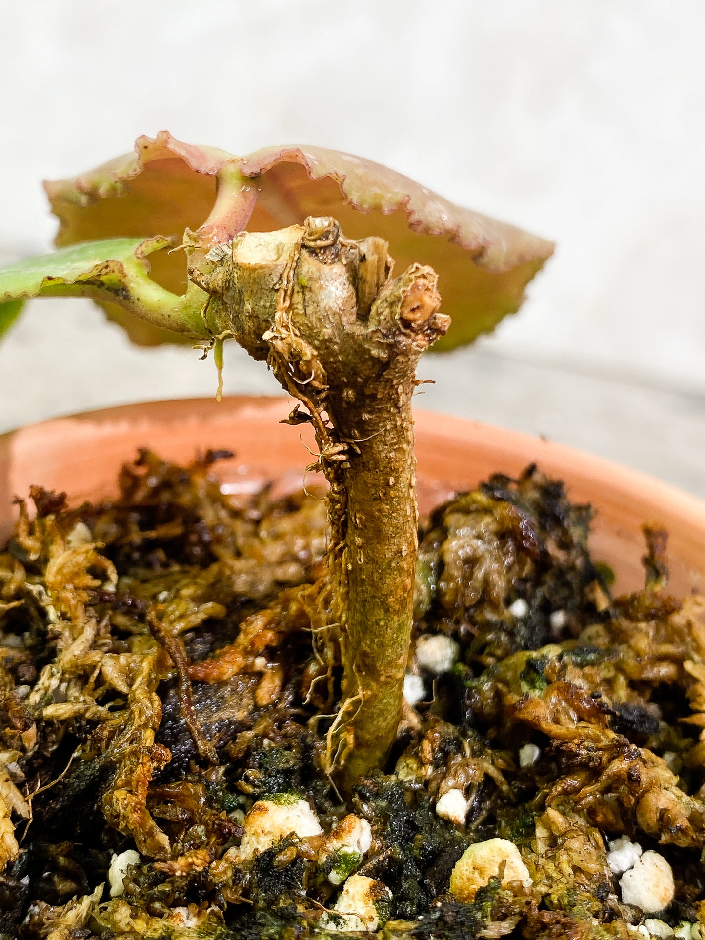 Hoya undulata 2 leaves fully rooted