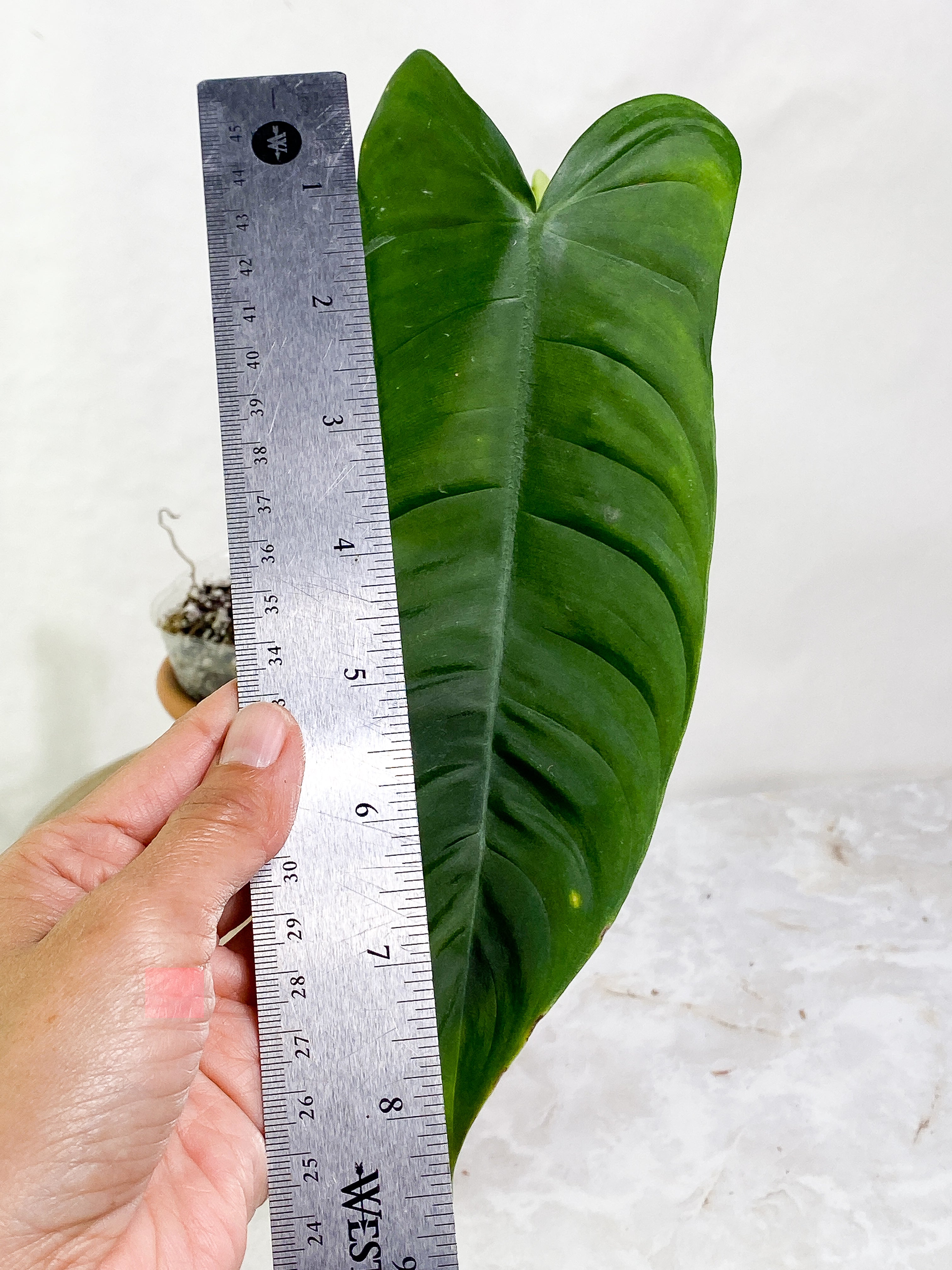 Philodendron Sharoniae Rooted