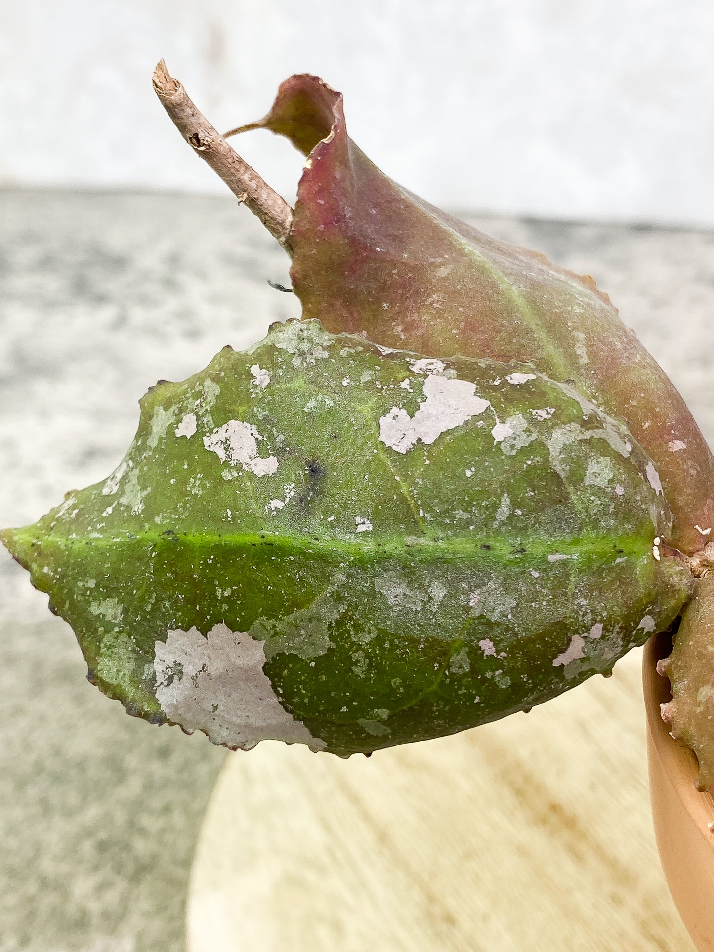 Hoya undulata 3 leaves fully rooted