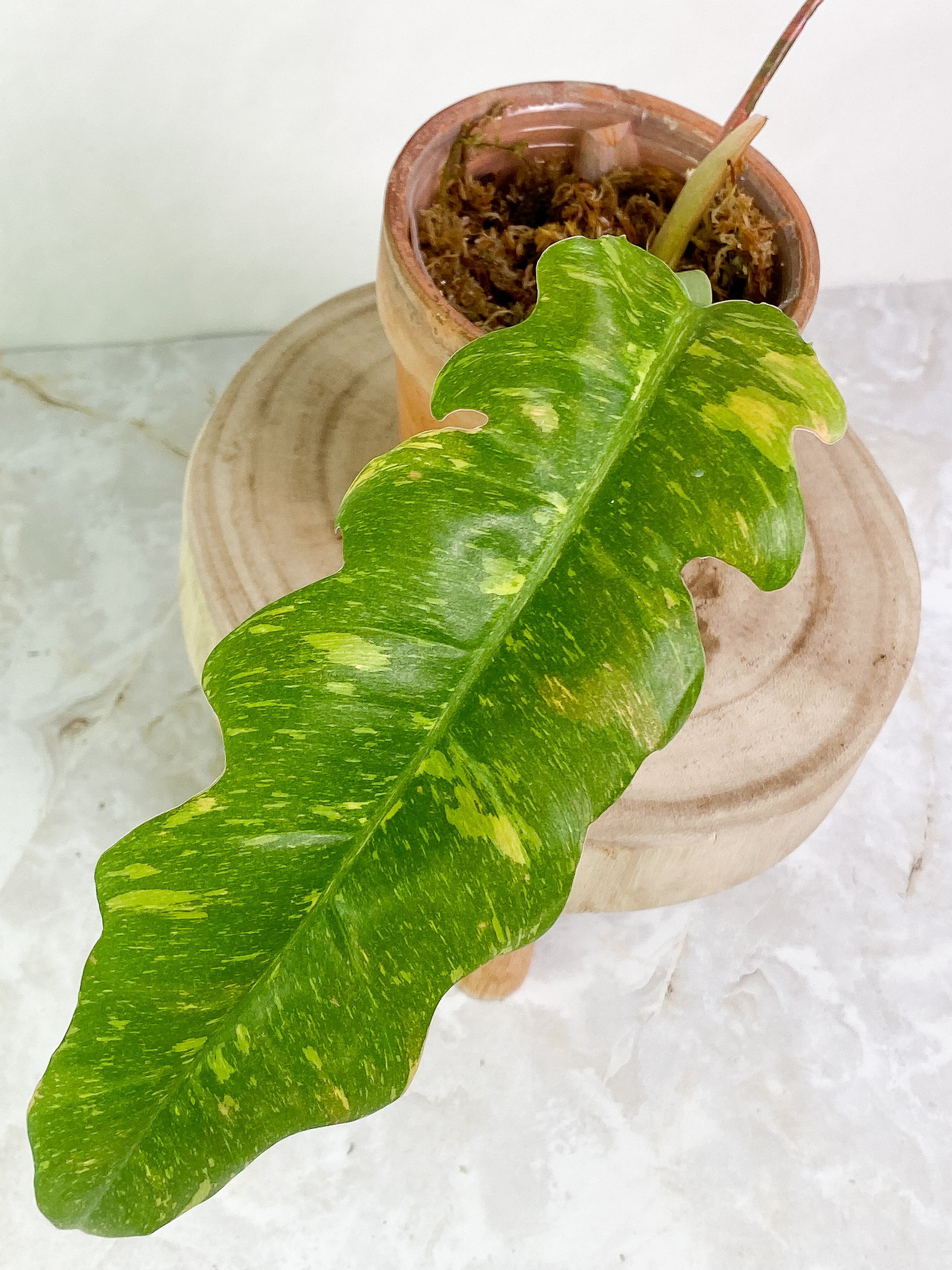 Grower Choice: Philodendron Ring of Fire 1 leaf 1 sprout rooting top cutting