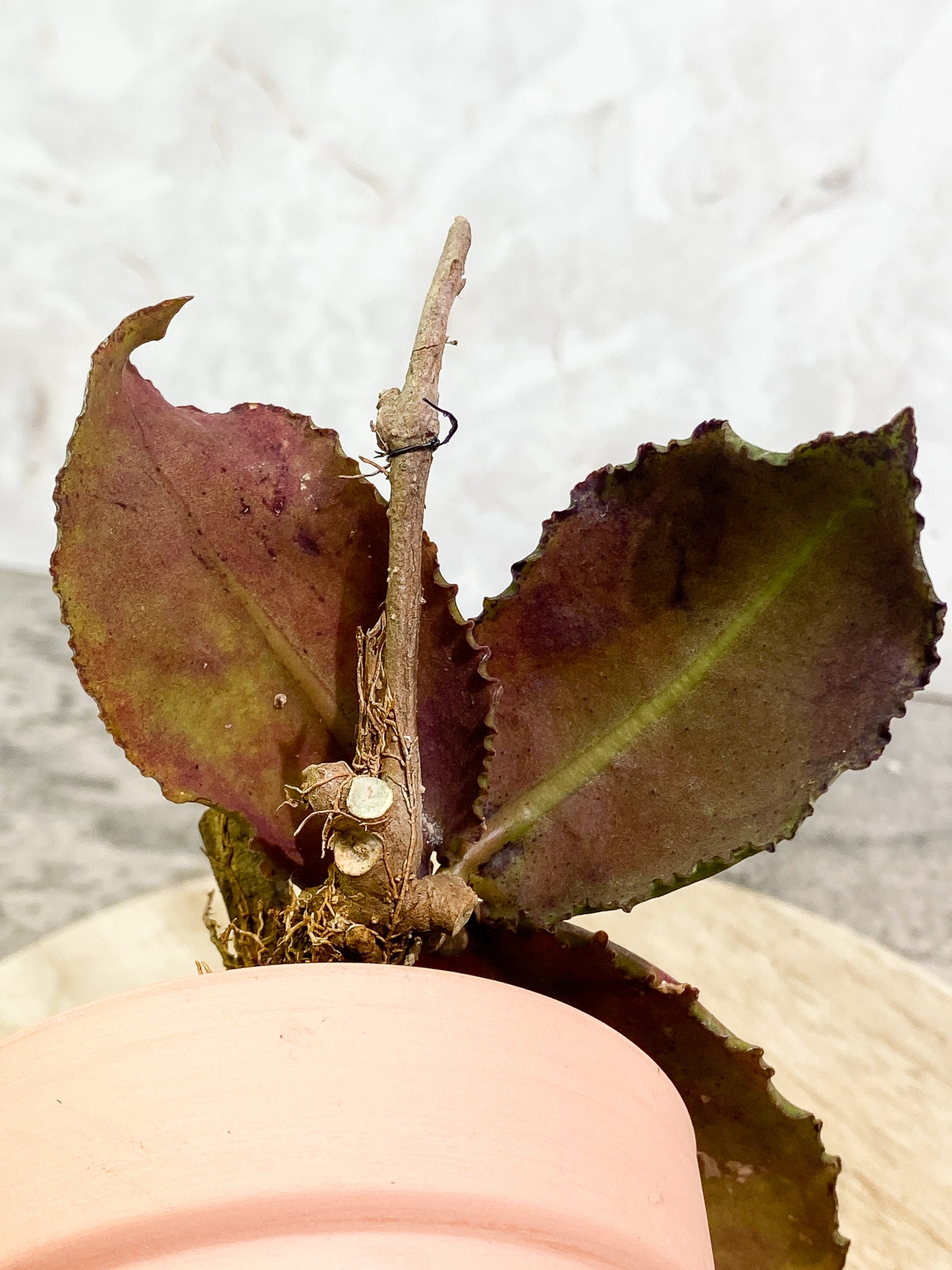 Hoya undulata 3 leaves fully rooted
