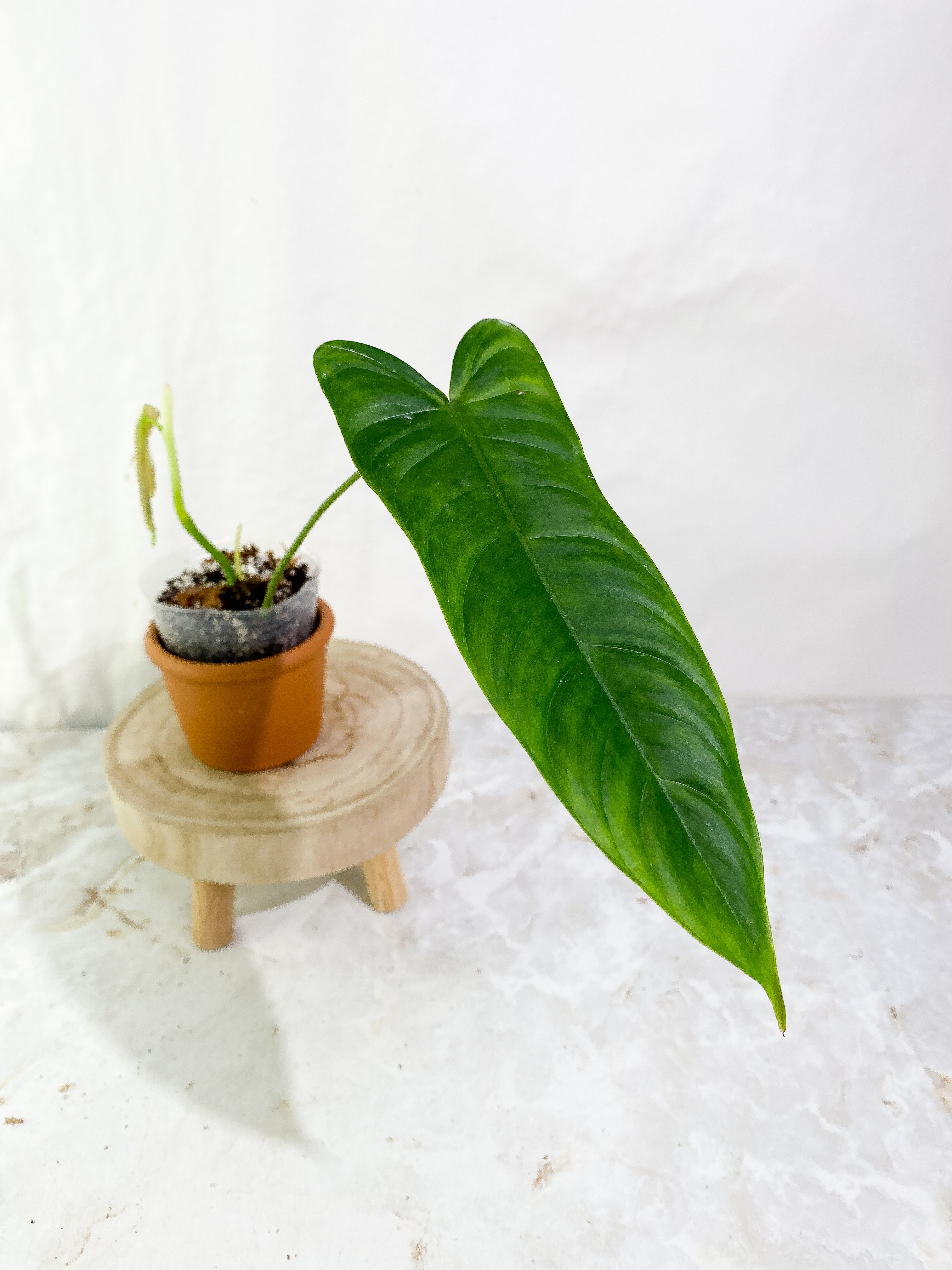 Philodendron sharoniae mosquera 2 leaves  & 1 sprout Rooted