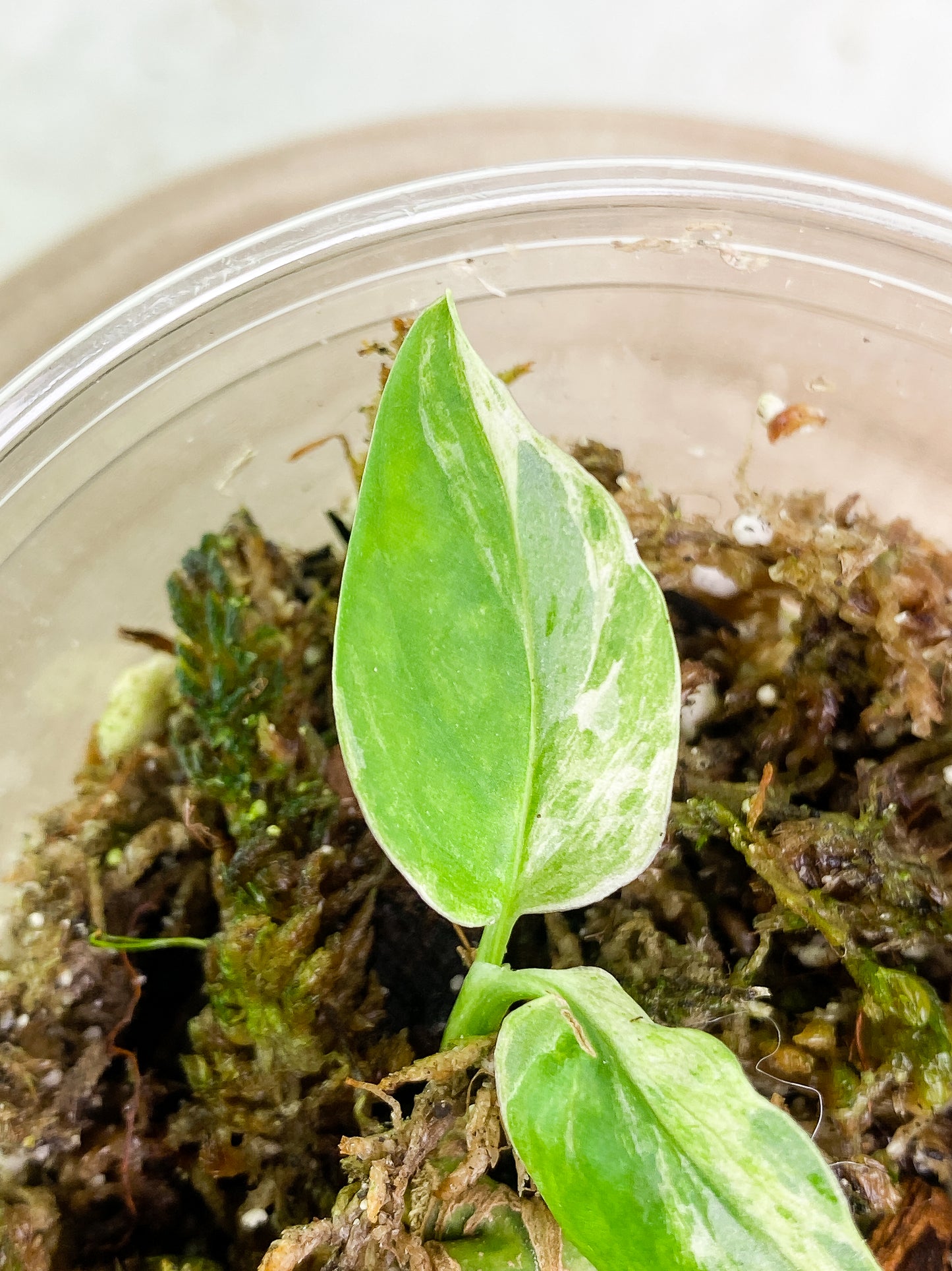 Monstera adansonii mint/ aurea 2 leaves Slightly Rooted