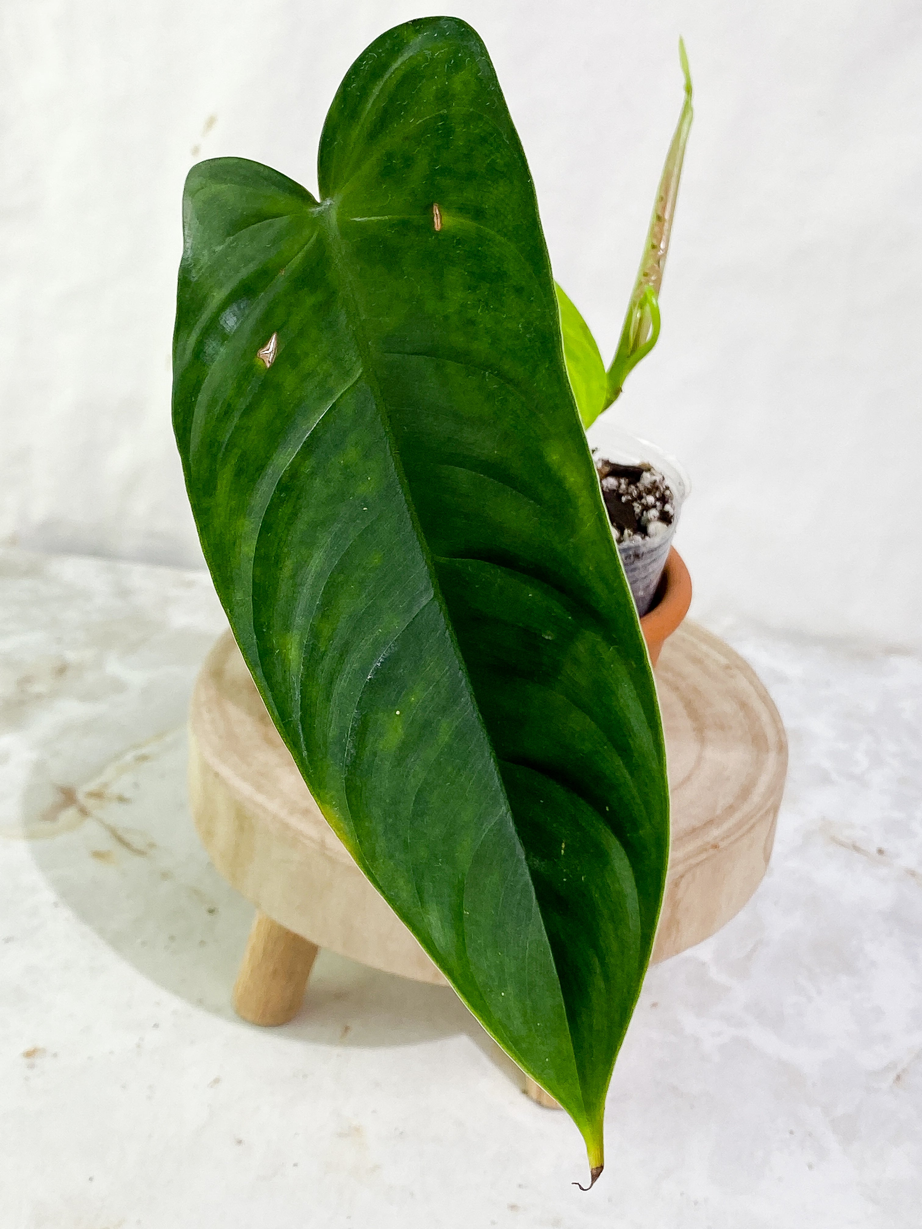 Philodendron Sharoniae Rooted