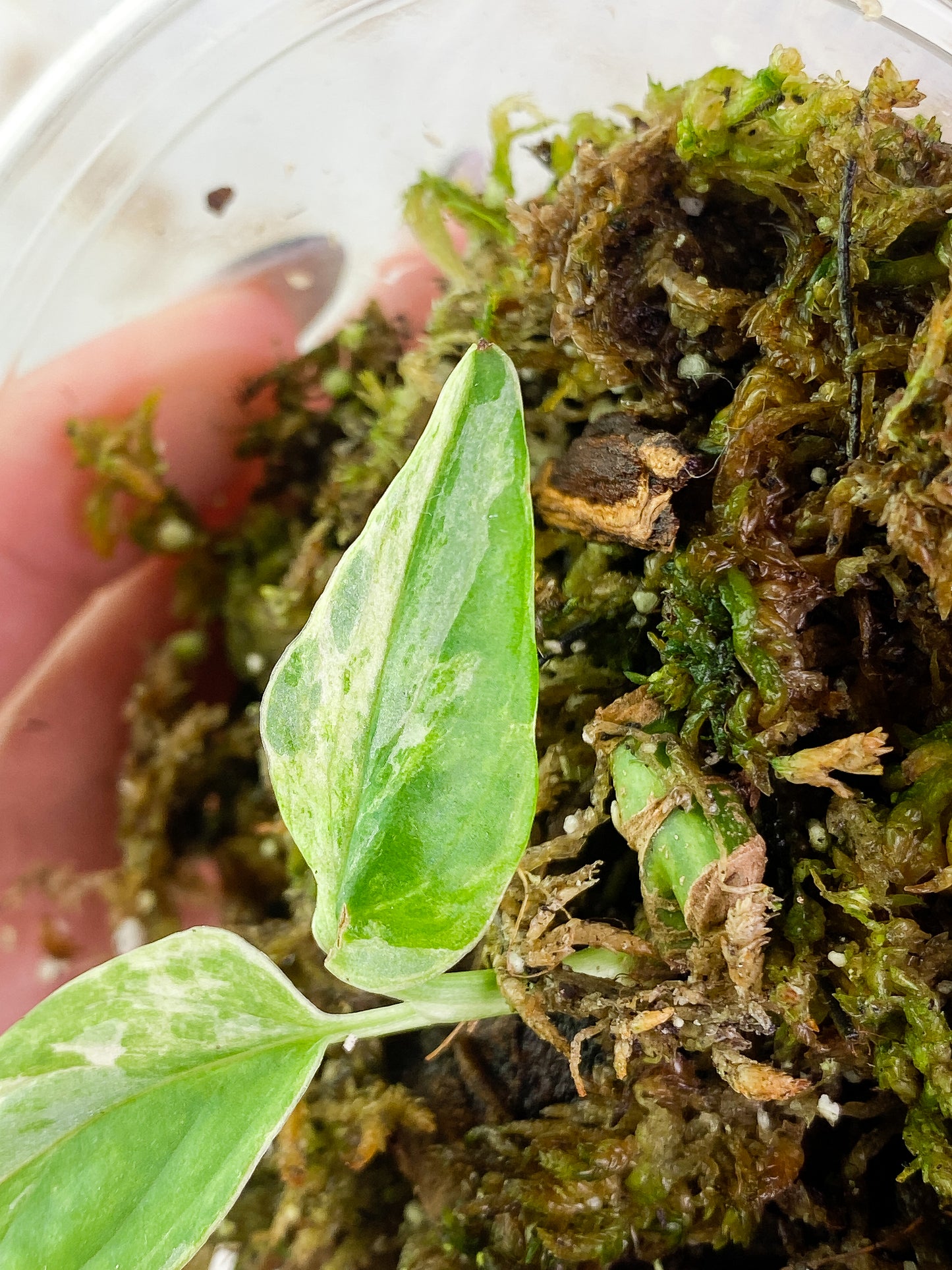 Monstera adansonii mint/ aurea 2 leaves Slightly Rooted