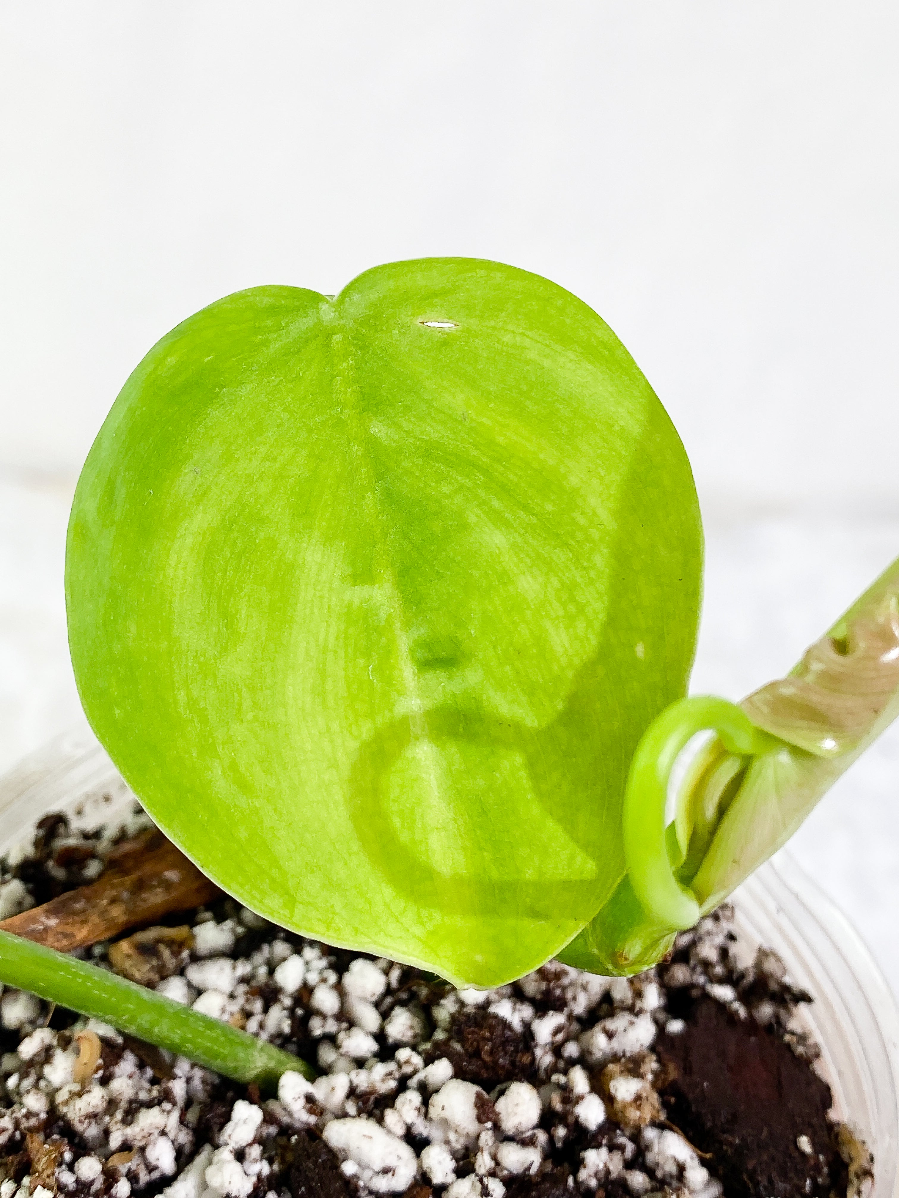 Philodendron Sharoniae Rooted