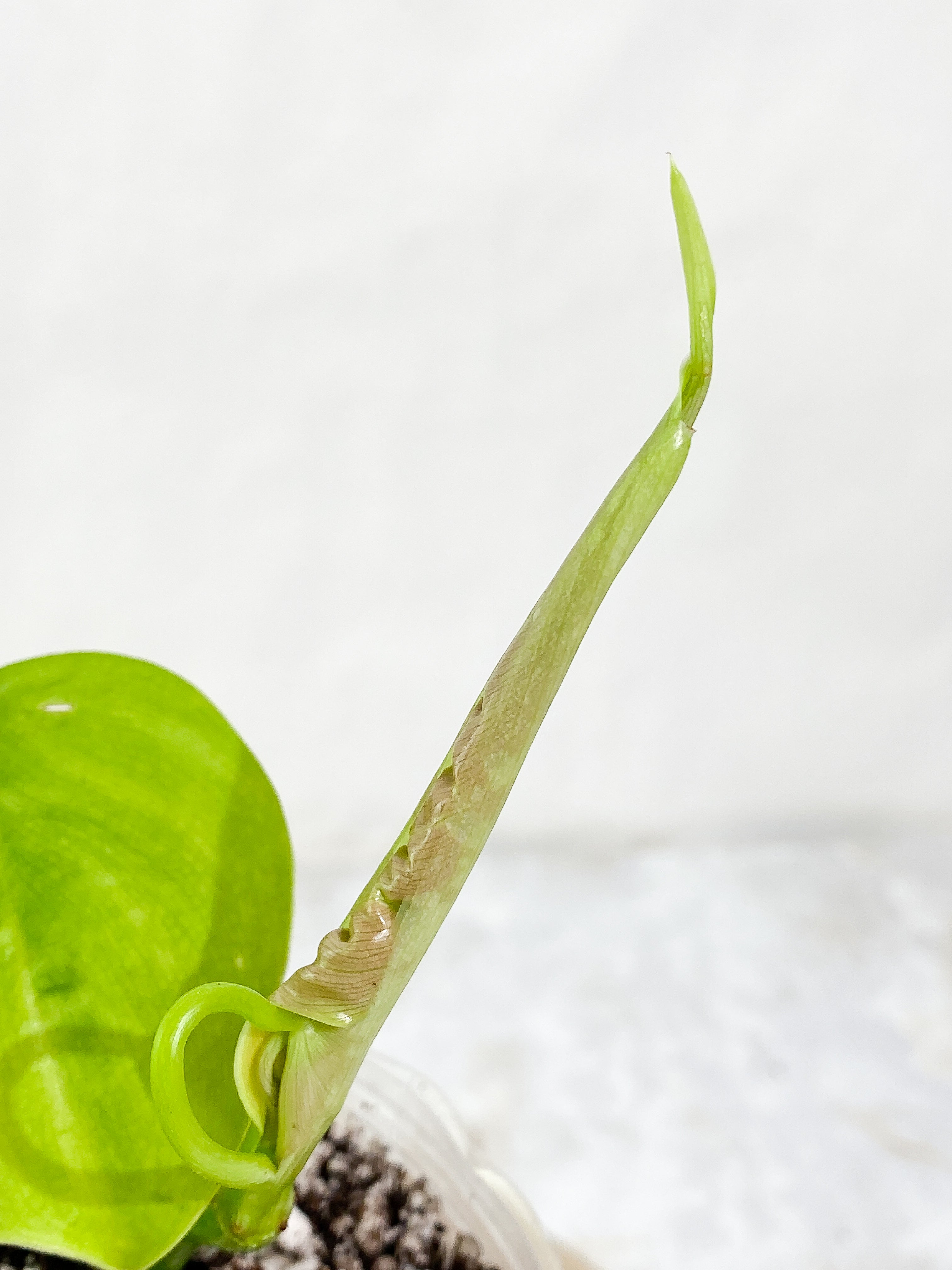 Philodendron Sharoniae Rooted