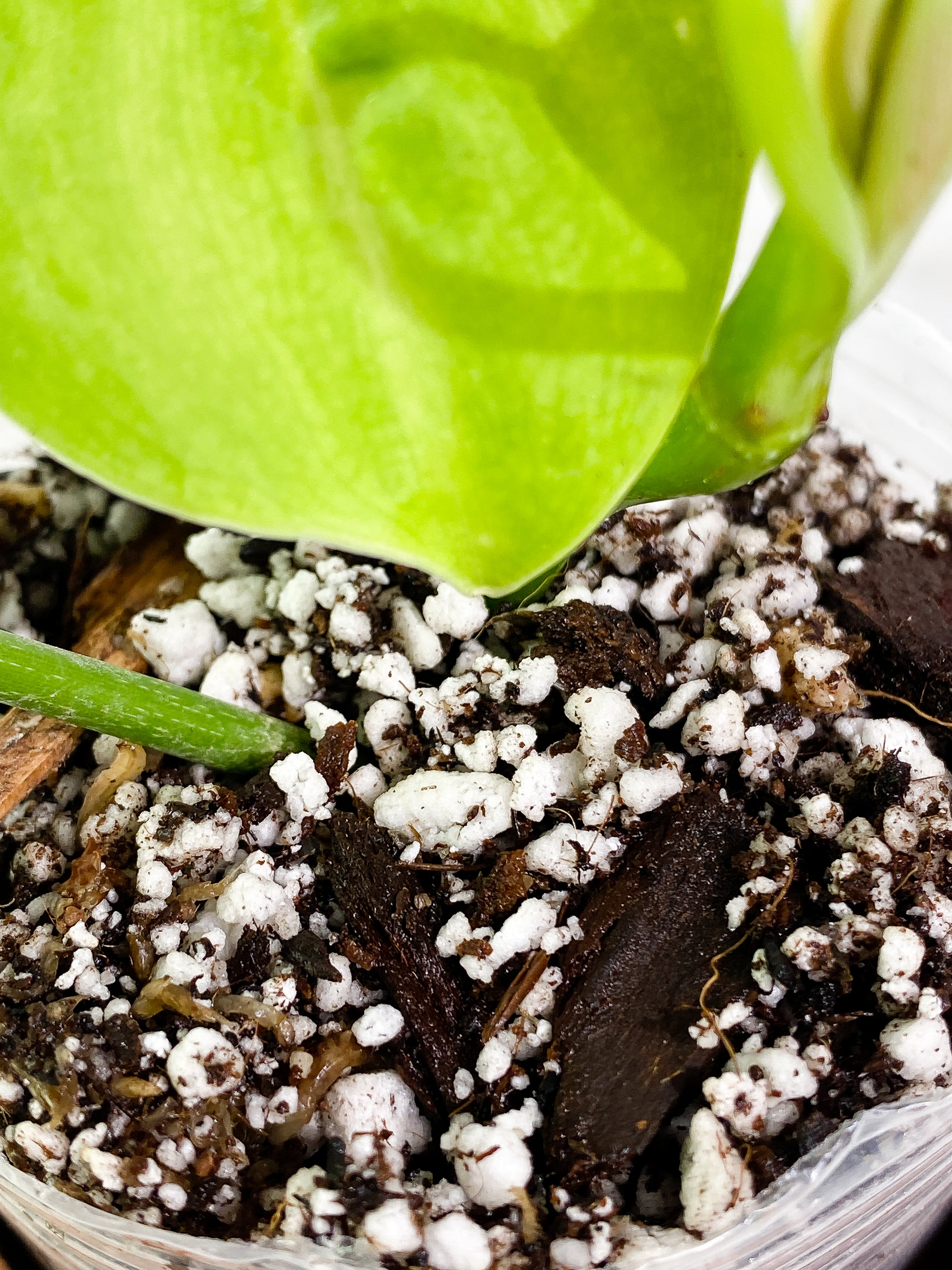Philodendron Sharoniae Rooted