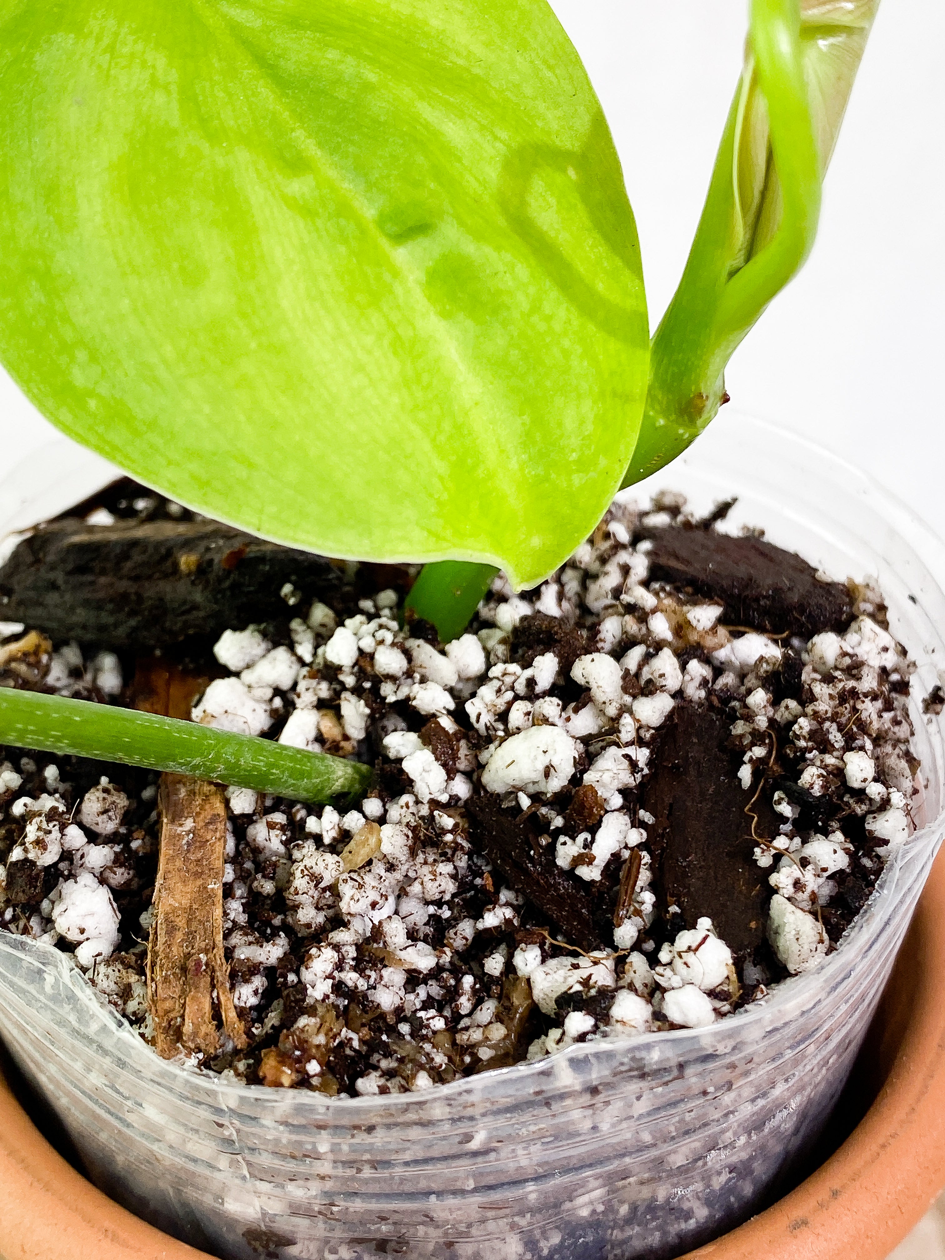 Philodendron Sharoniae Rooted