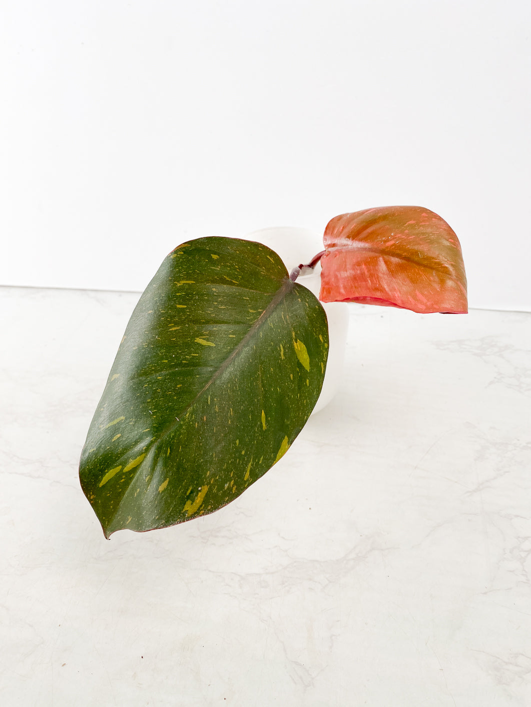 philodendron orange princess 2 leaves rooting top cutting